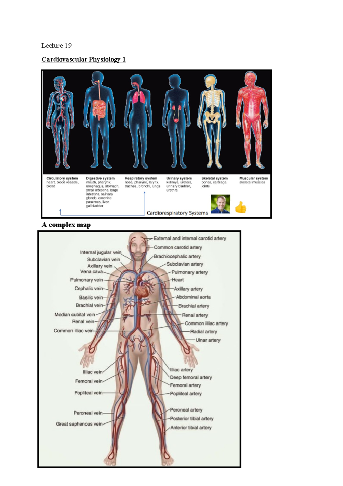 Cardiovascular Physiology 1-2 - Lecture 19 Cardiovascular Physiology 1 ...