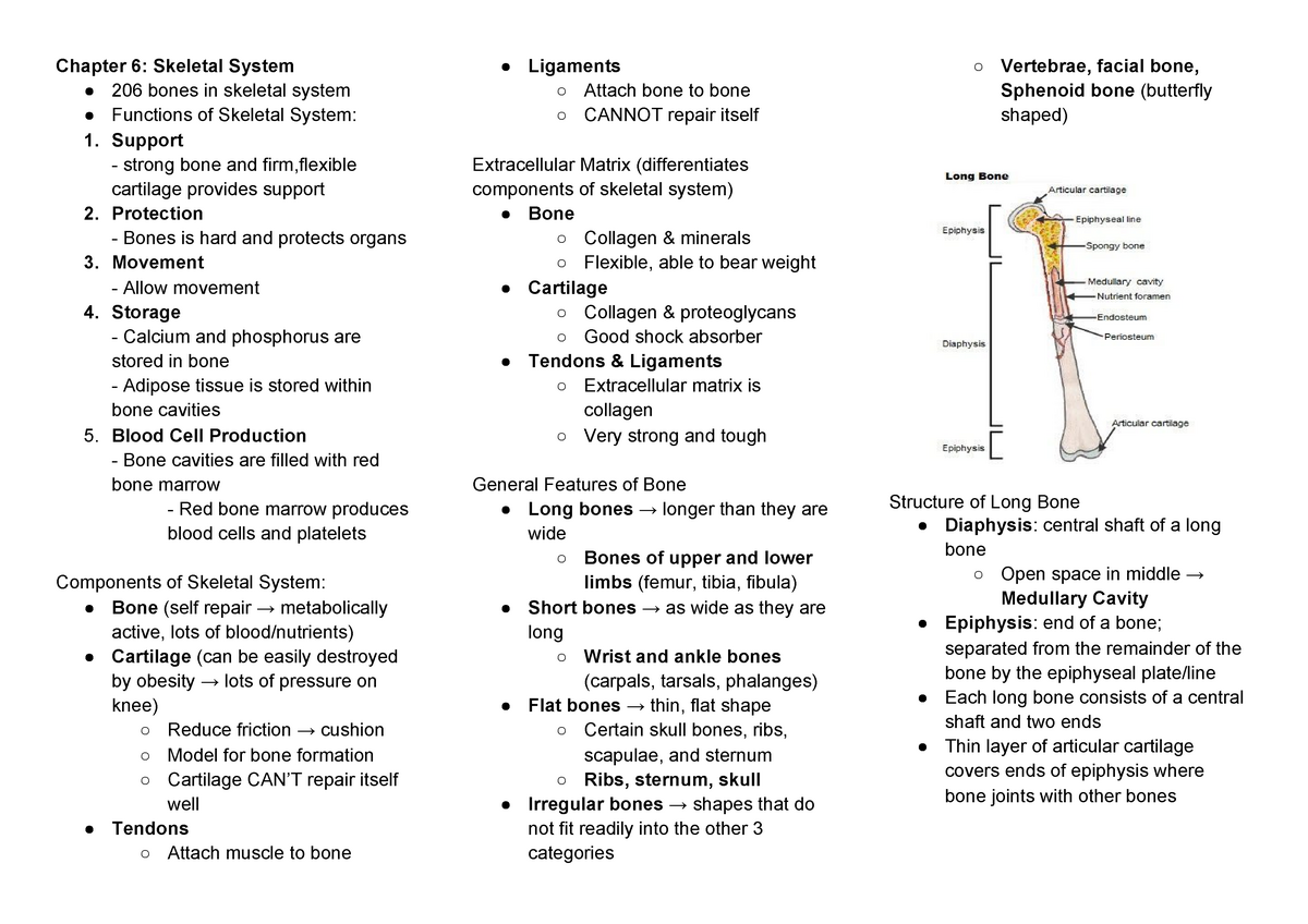 Chapter 6 Skeletal System - Chapter 6: Skeletal System 206 Bones In ...