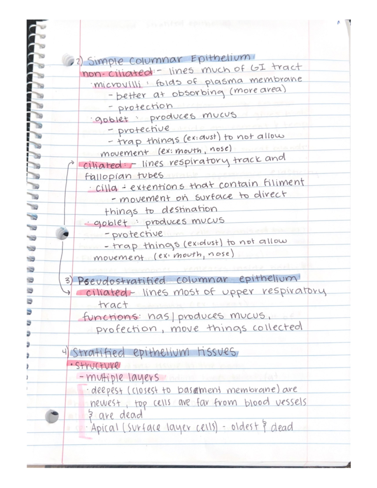 Produces mucus - LSU Human Anatomy Notes: For Exam 1 over Chapters 1-3 ...