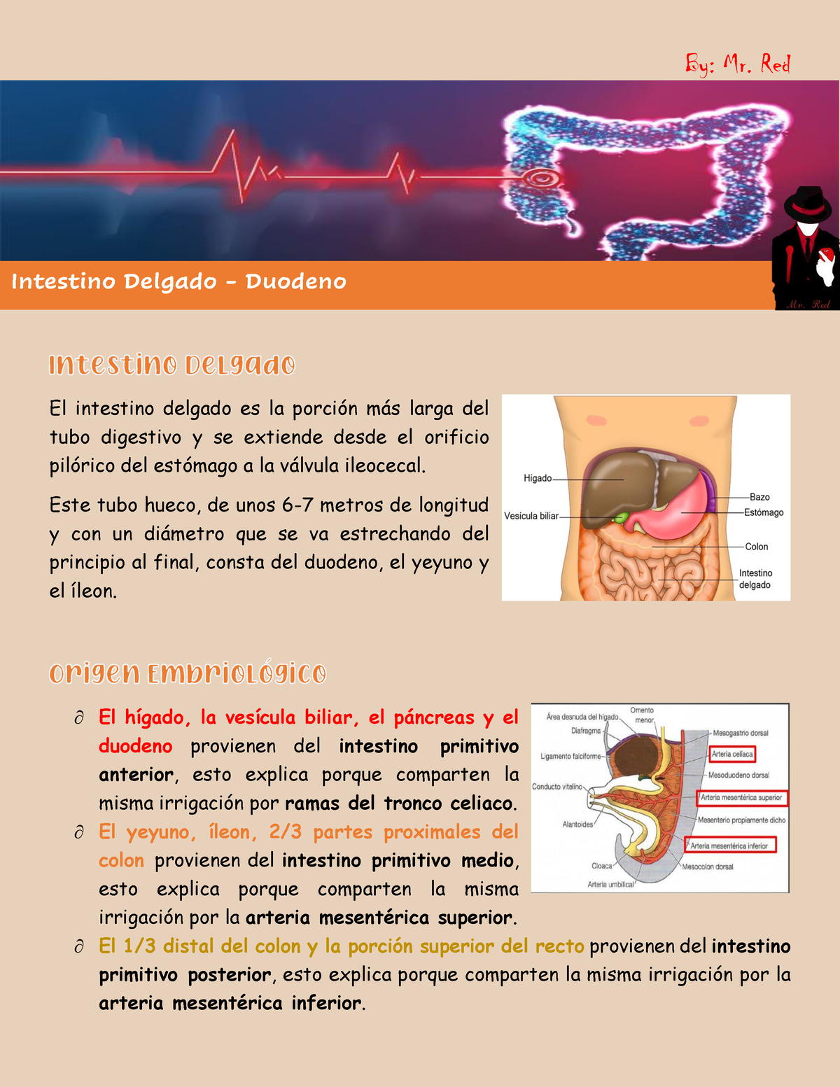 Intestino Delgado - Duodeno - El Intestino Delgado Es La Porción Más ...