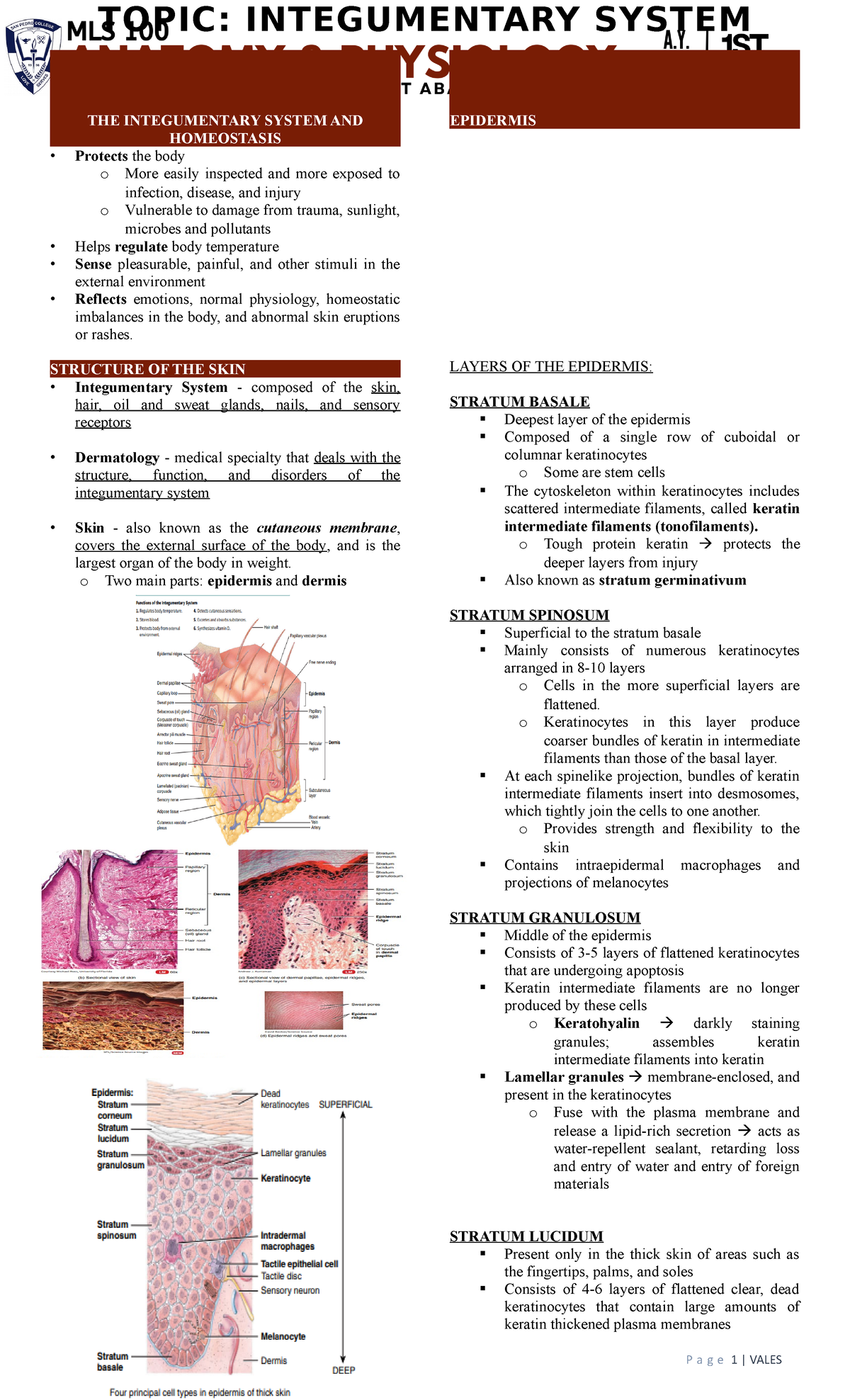 Integumentary System [MLS 100-LEC] Transes - THE INTEGUMENTARY SYSTEM ...