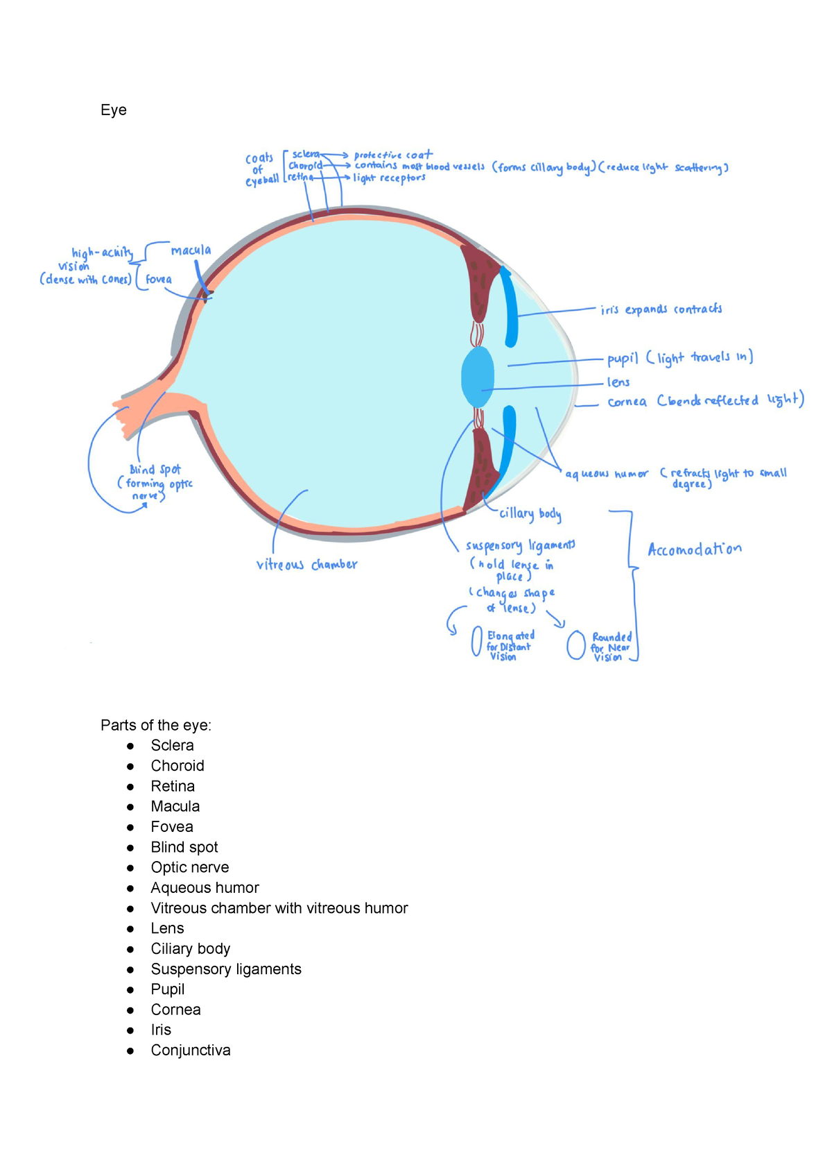 Eye, Technologies and disorders - Eye Parts of the eye: Sclera Choroid ...