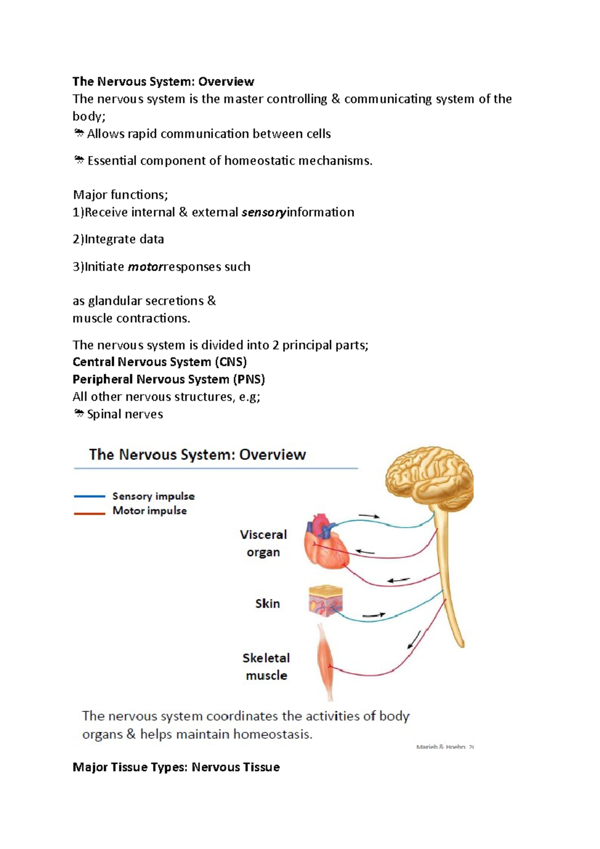 Nervous - Lecture notes 2 - The Nervous System: Overview The nervous ...