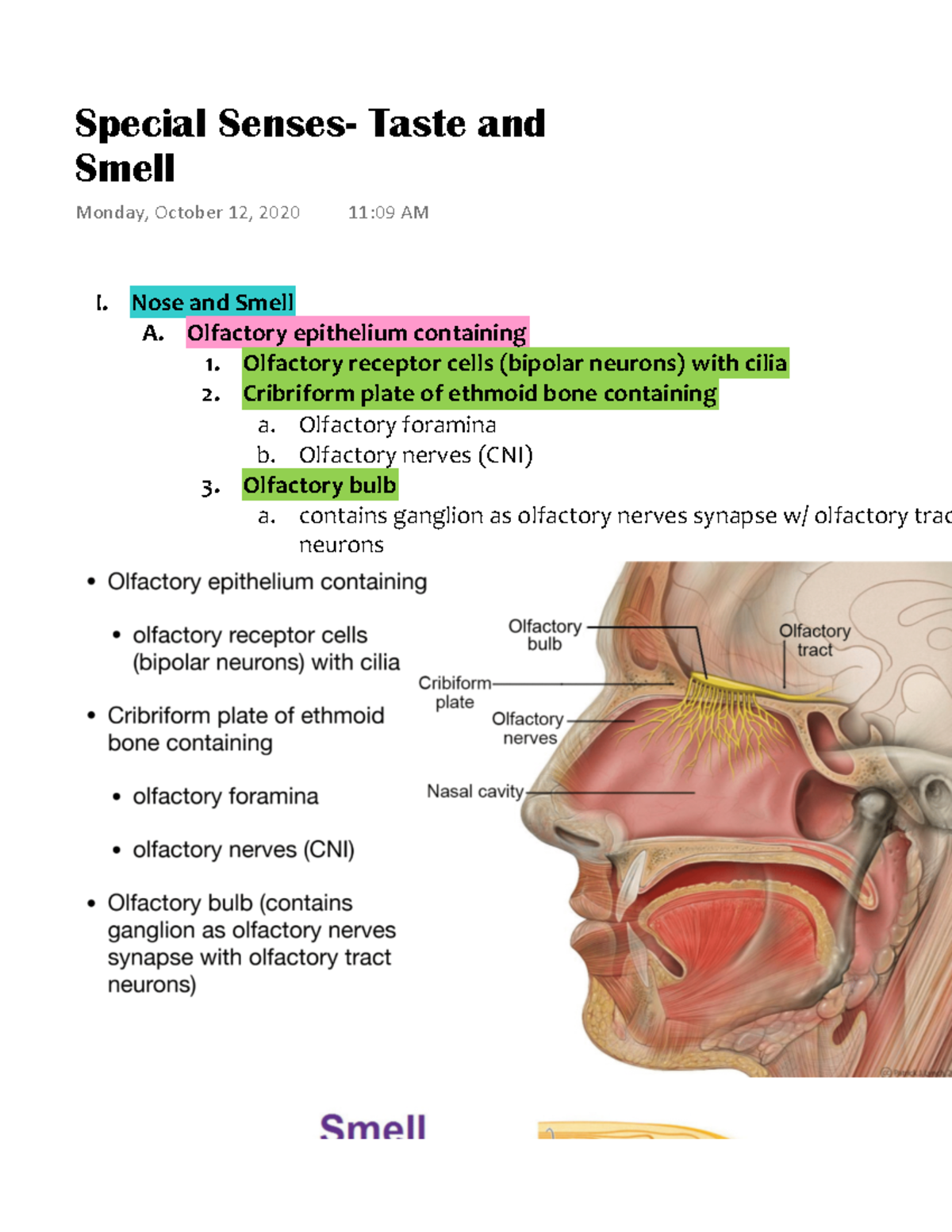 special-senses-taste-and-smell-nose-and-smell-olfactory-epithelium