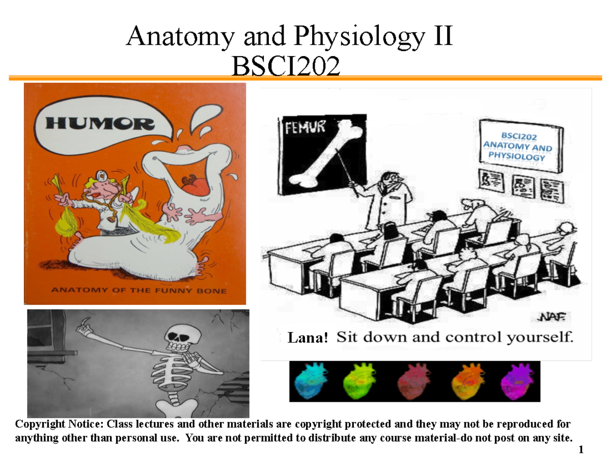 BSCI202+introduction+2022+student - Anatomy and Physiology II BSCI ...