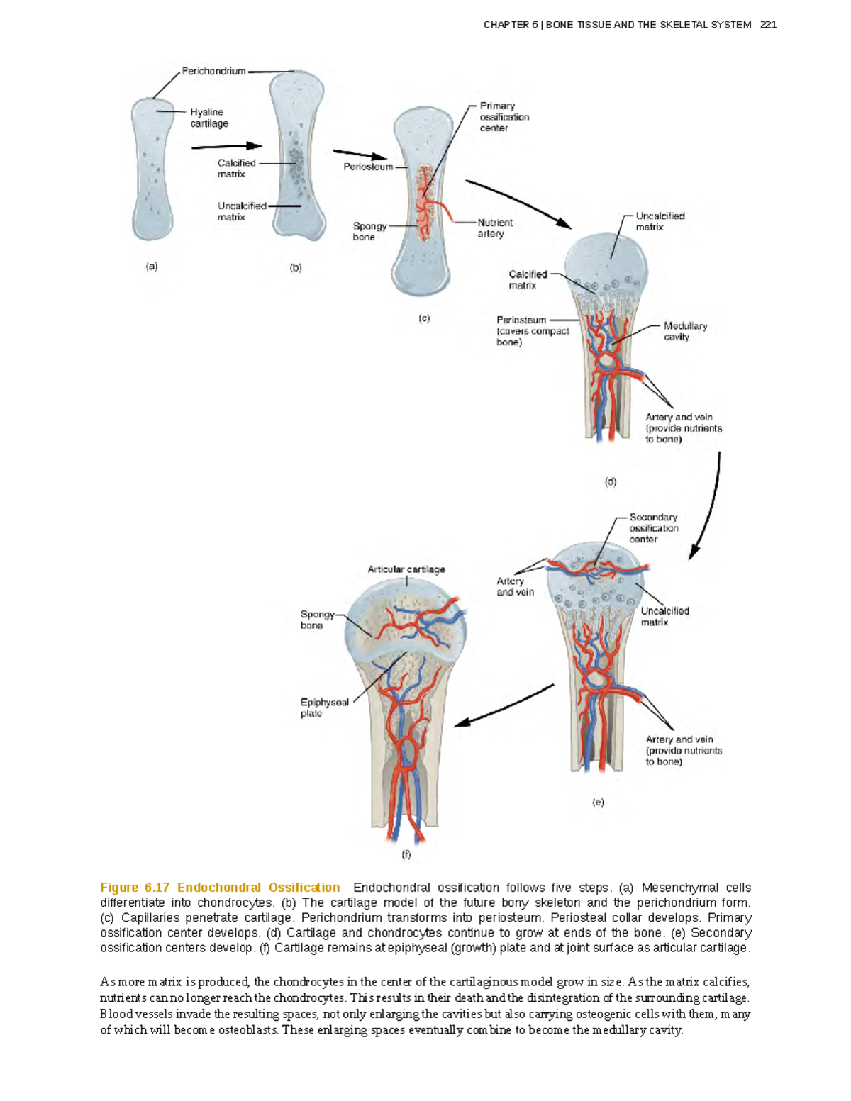 Anatomy-physiology-77 - Figure 6 Endochondral Ossification Endochondral ...