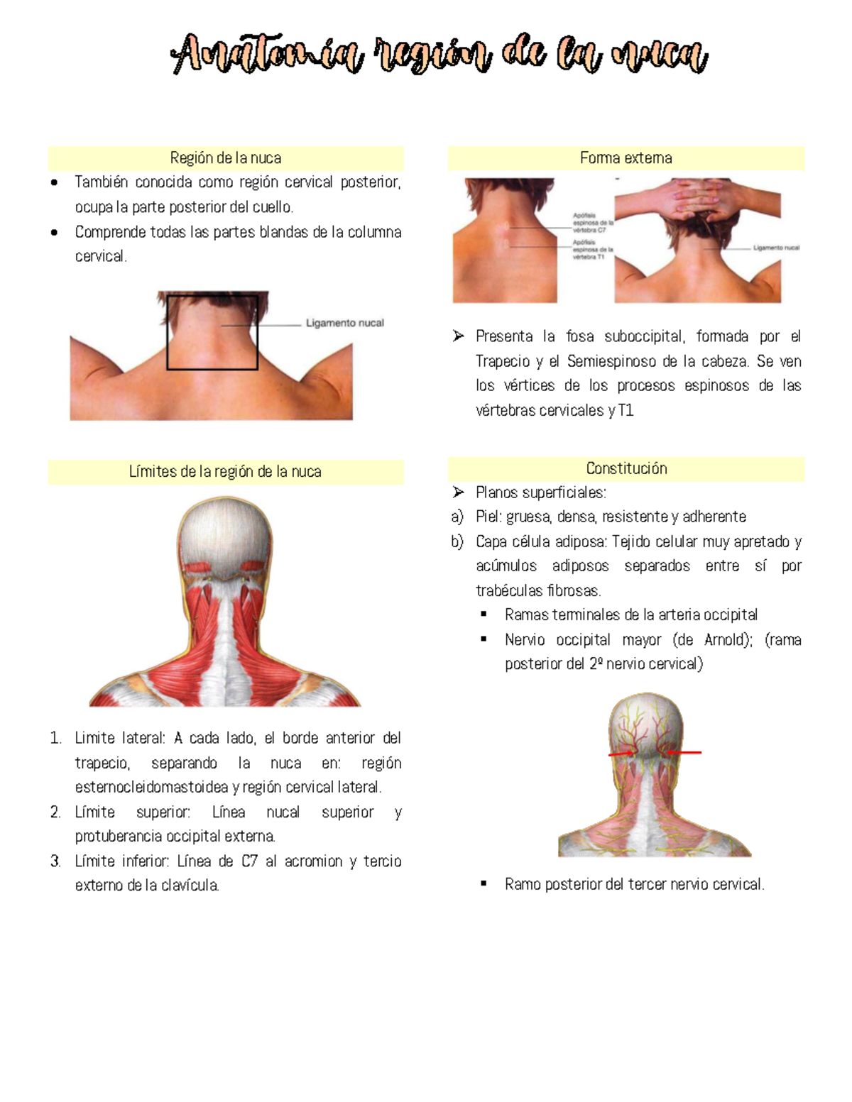 anatom-a-regi-n-de-la-nuca-y-dorso-regi-n-de-la-nuca-tambi-n-conocida