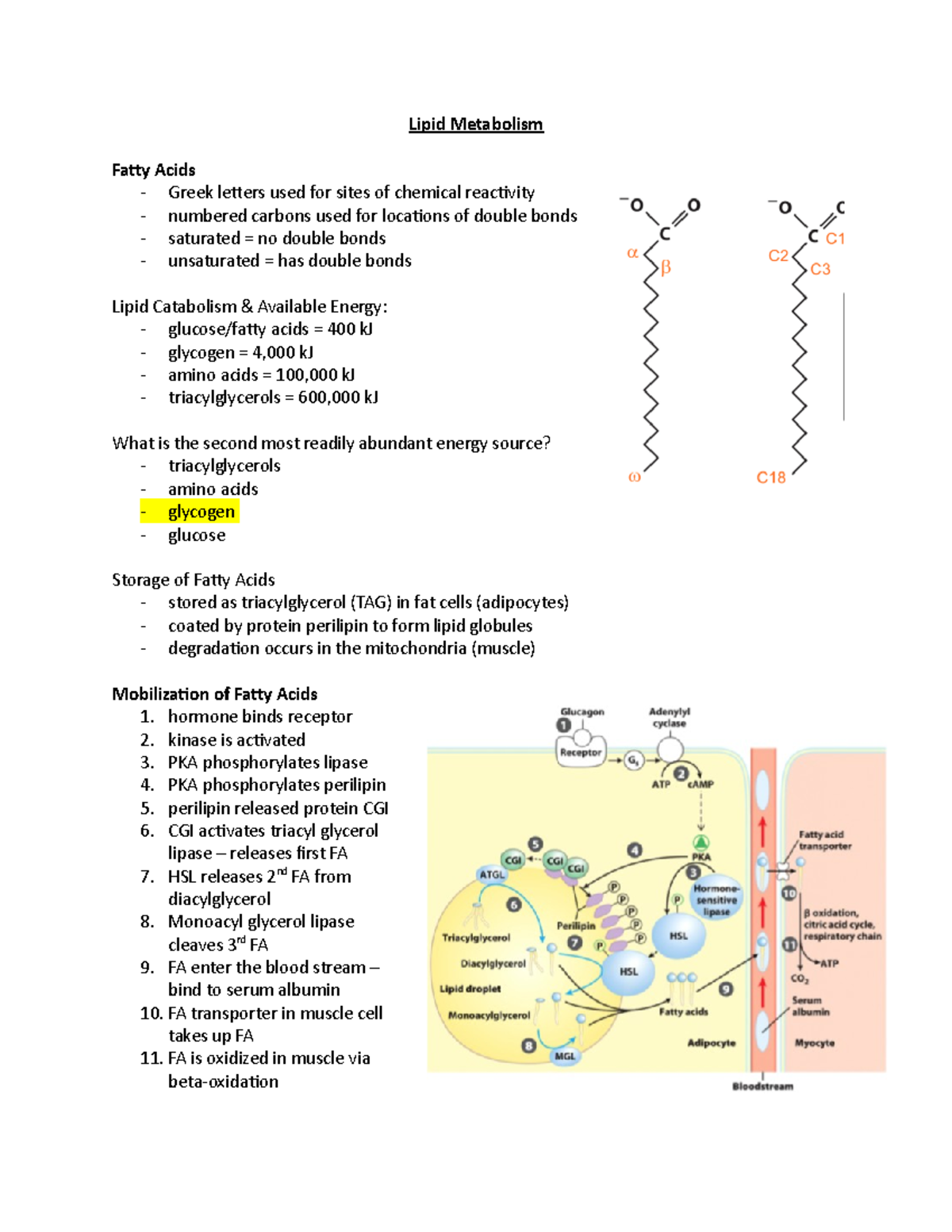 BIOC 3560 Lecture Notes - Lipid Metabolism Faty Acids - Greek Leters ...