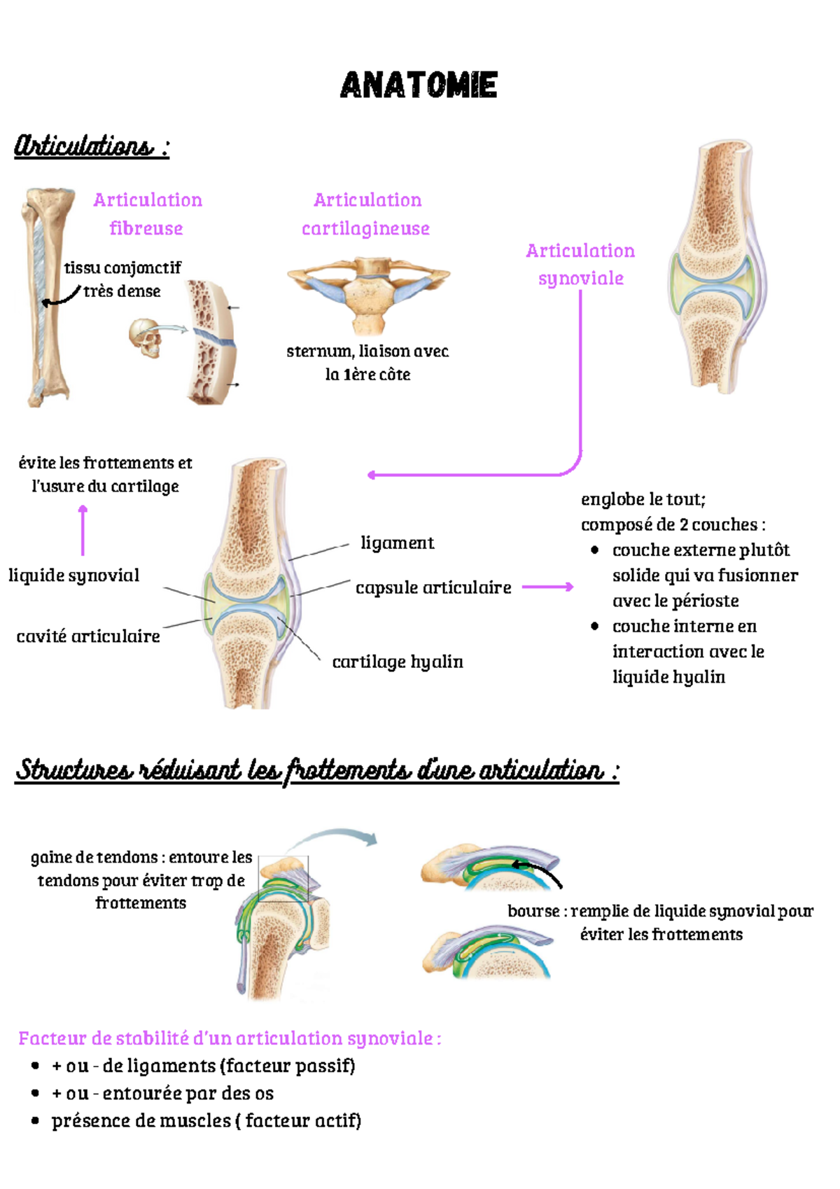 Anatomie - Notions élémentaires 2sur2 - Articulation fibreuse tissu ...