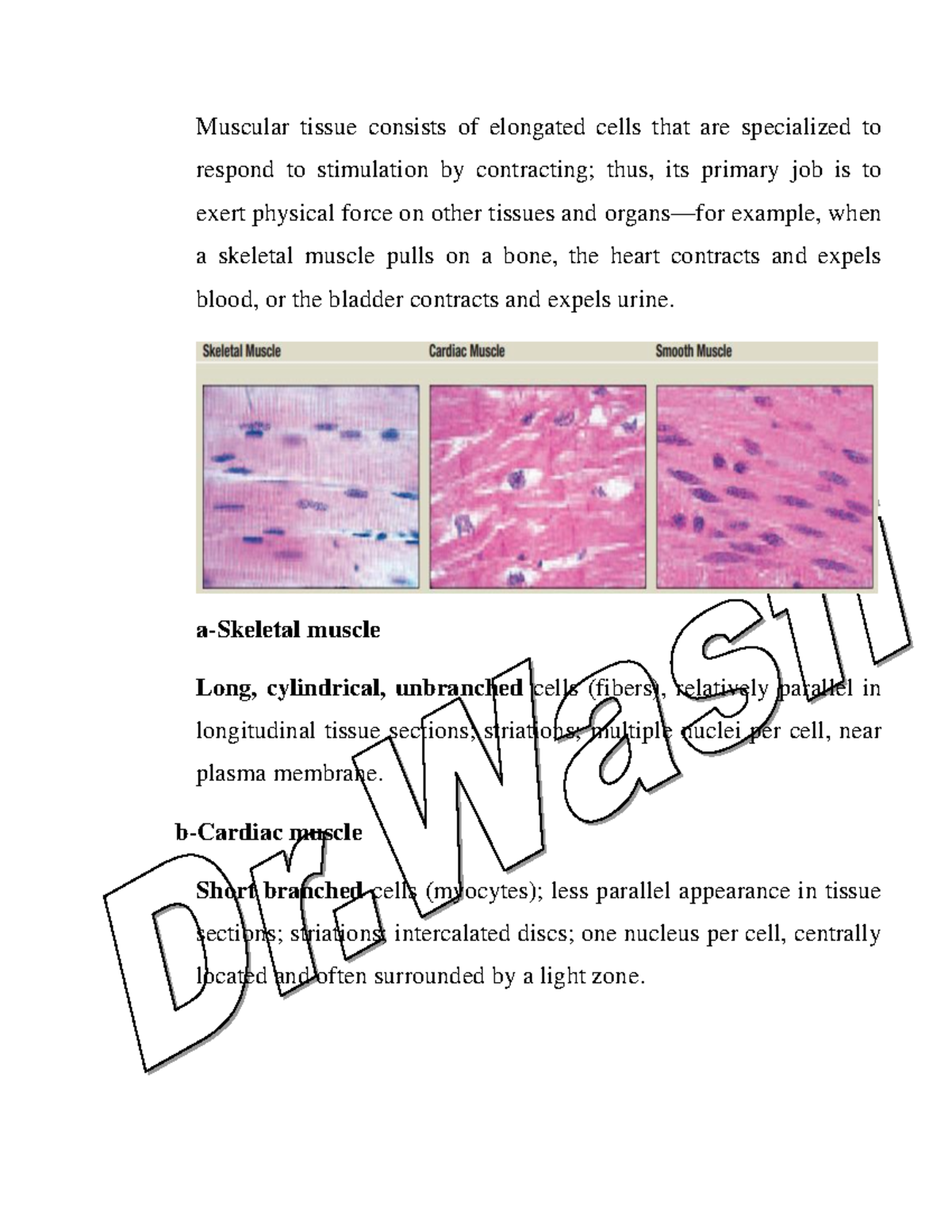 5 Anatomy Muscular tissue consists of elongated cells that are