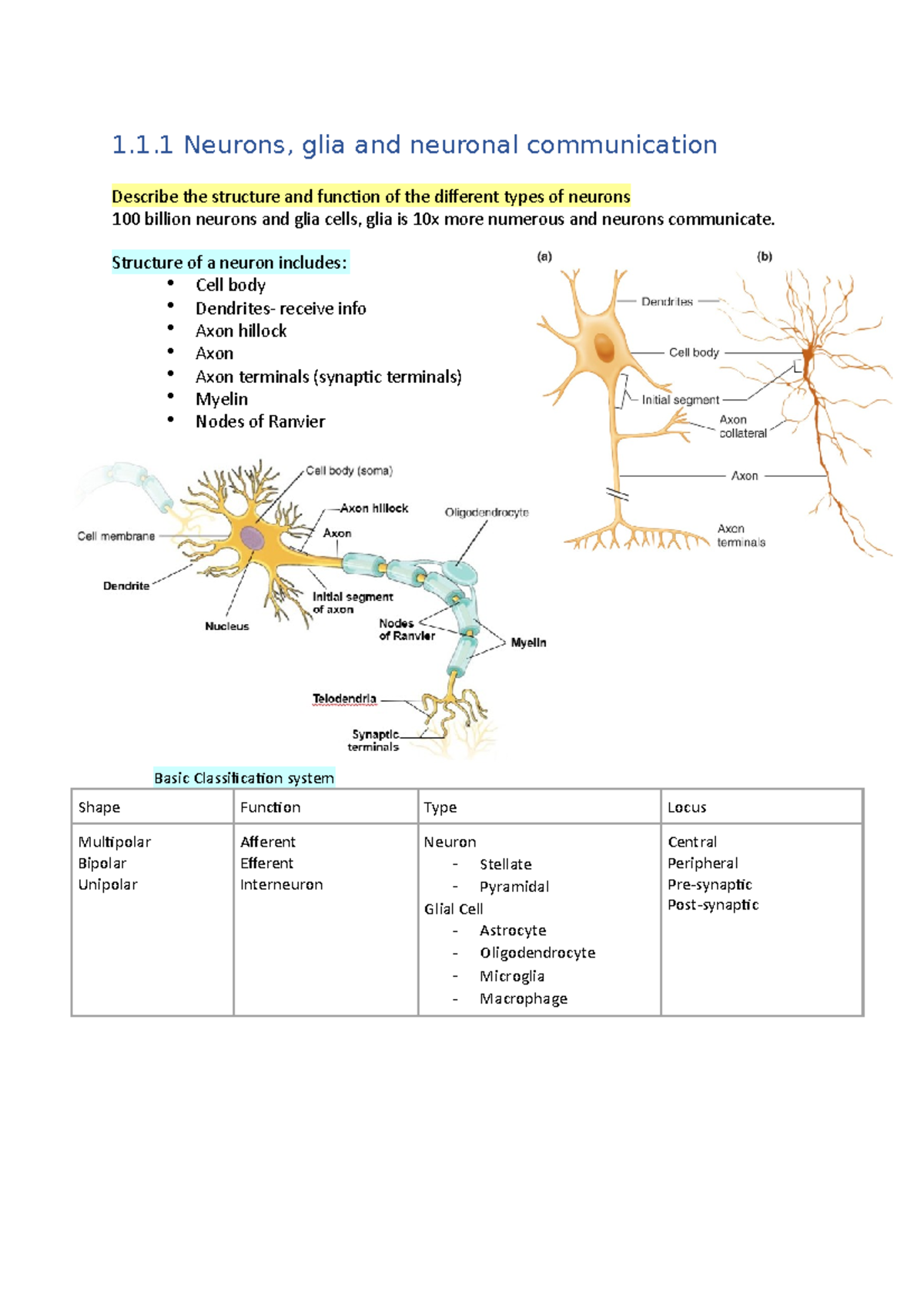 1.1 - Neurons, glia and neuronal communication - 1.1 Neurons, glia and ...