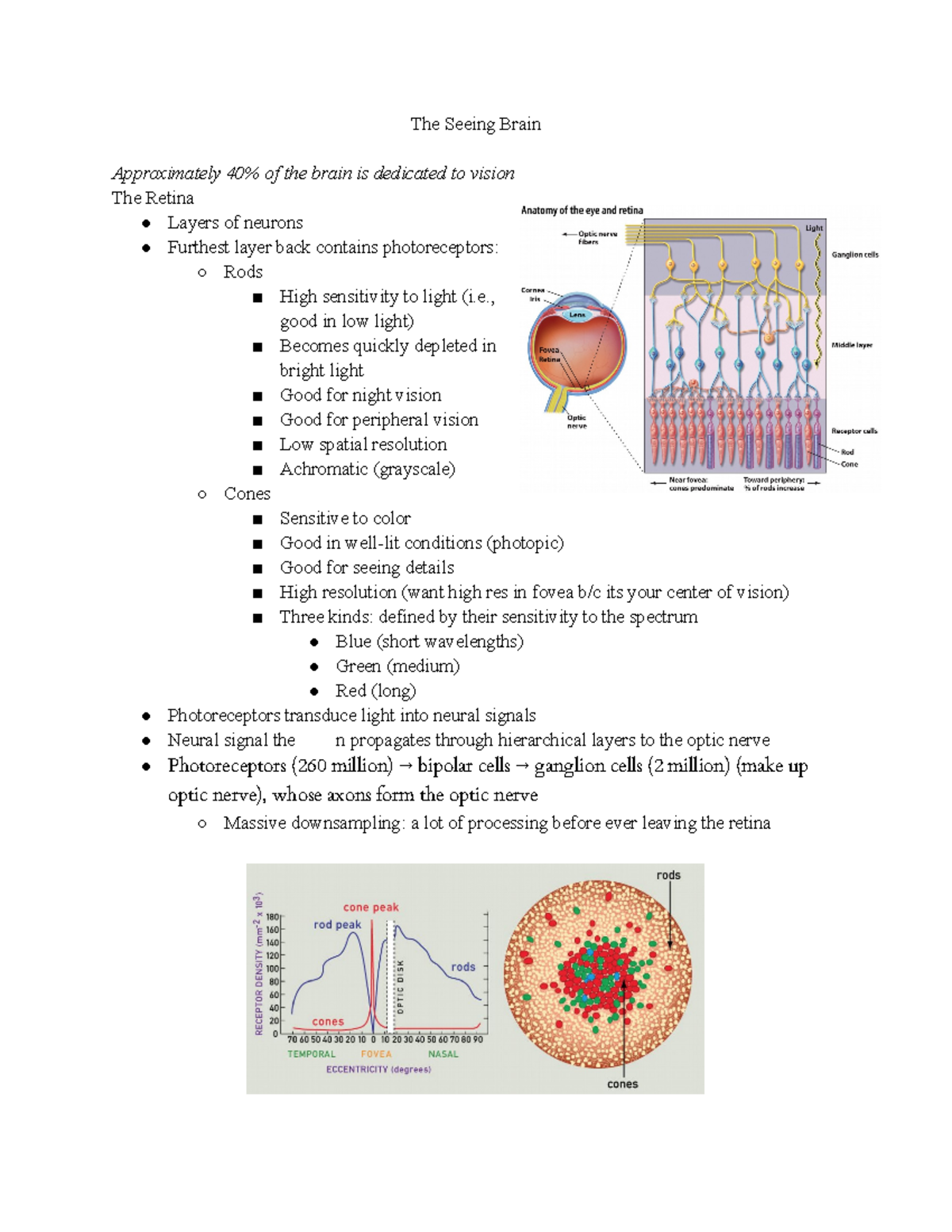 Cognitive Neuroscience The Seeing Brain - The Seeing Brain ...
