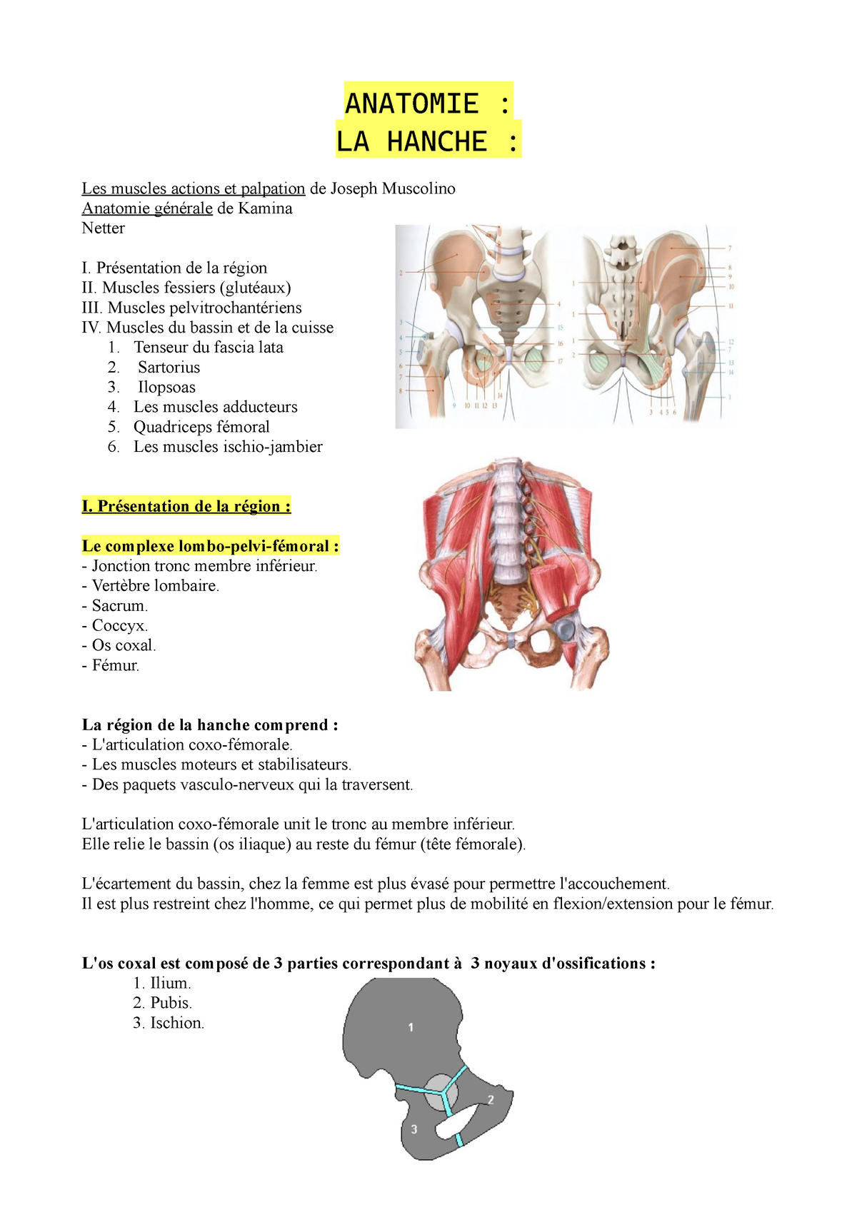 Hanche Et Cuisse Cours Danatomie Anatomie La Hanche Les