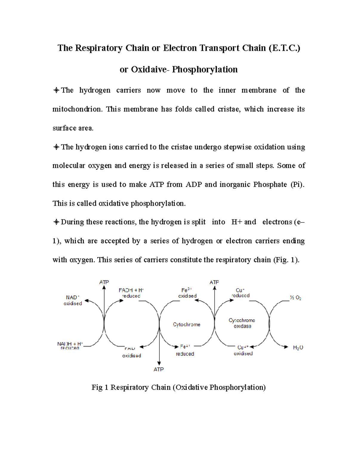 The Respiratory Chain or Electron Transport Chain (E.T.C.) or Oxidaive ...