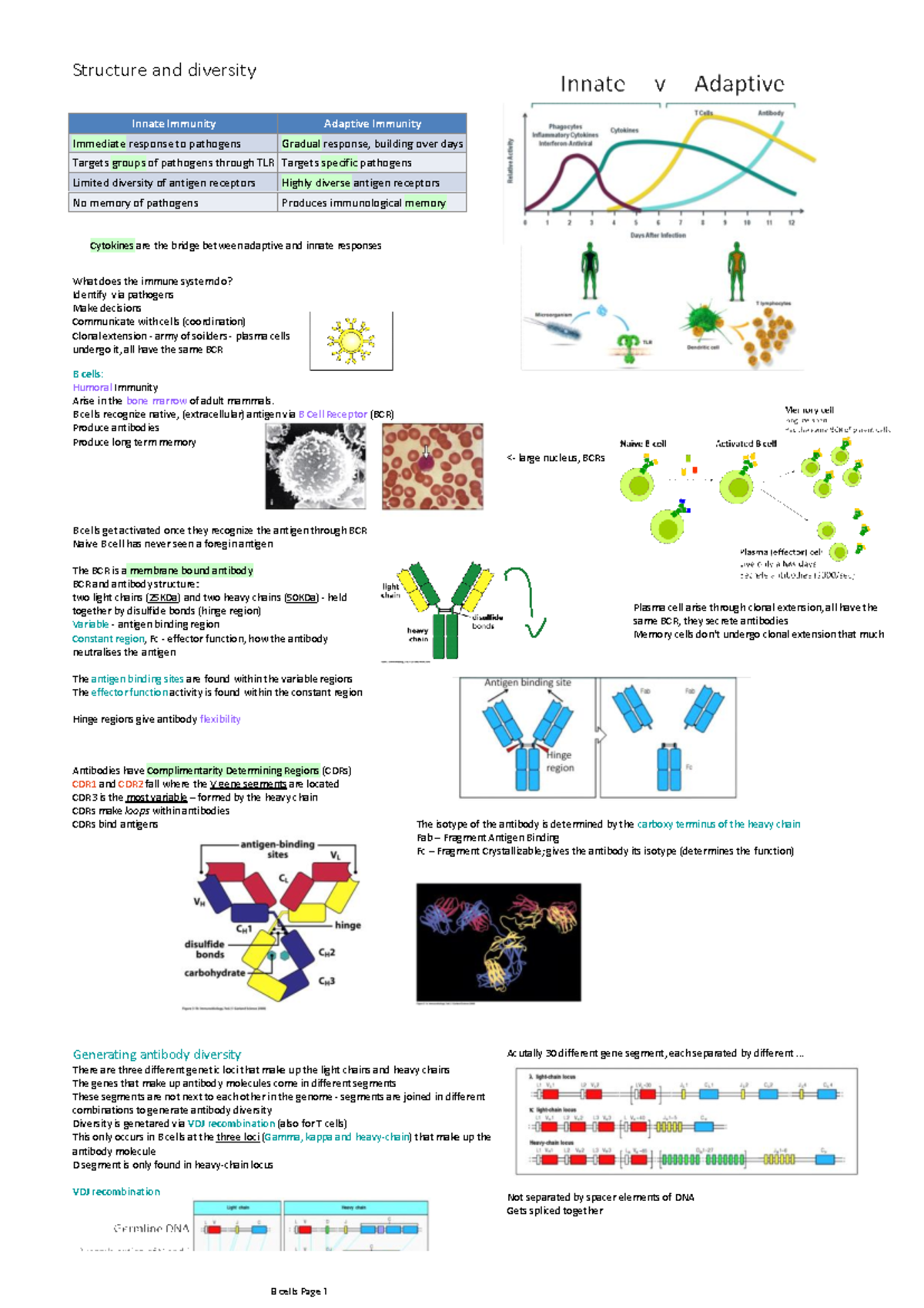 Structure And Diversity Of B Cells - Innate Immunity Adaptive Immunity ...