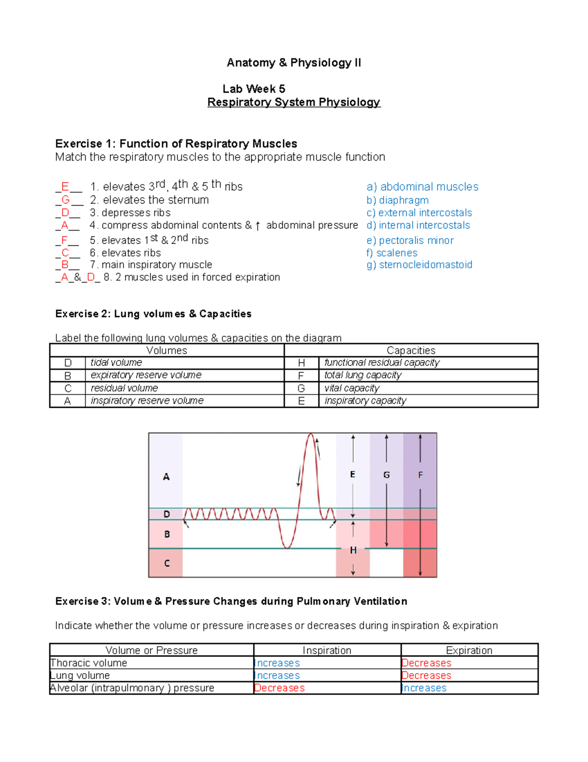 Lab B- Respiratory Physiology - Anatomy & Physiology II Lab Week 5 ...