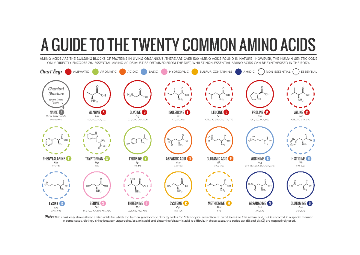 Aminozuren Overzicht - Biochemie - Studeersnel