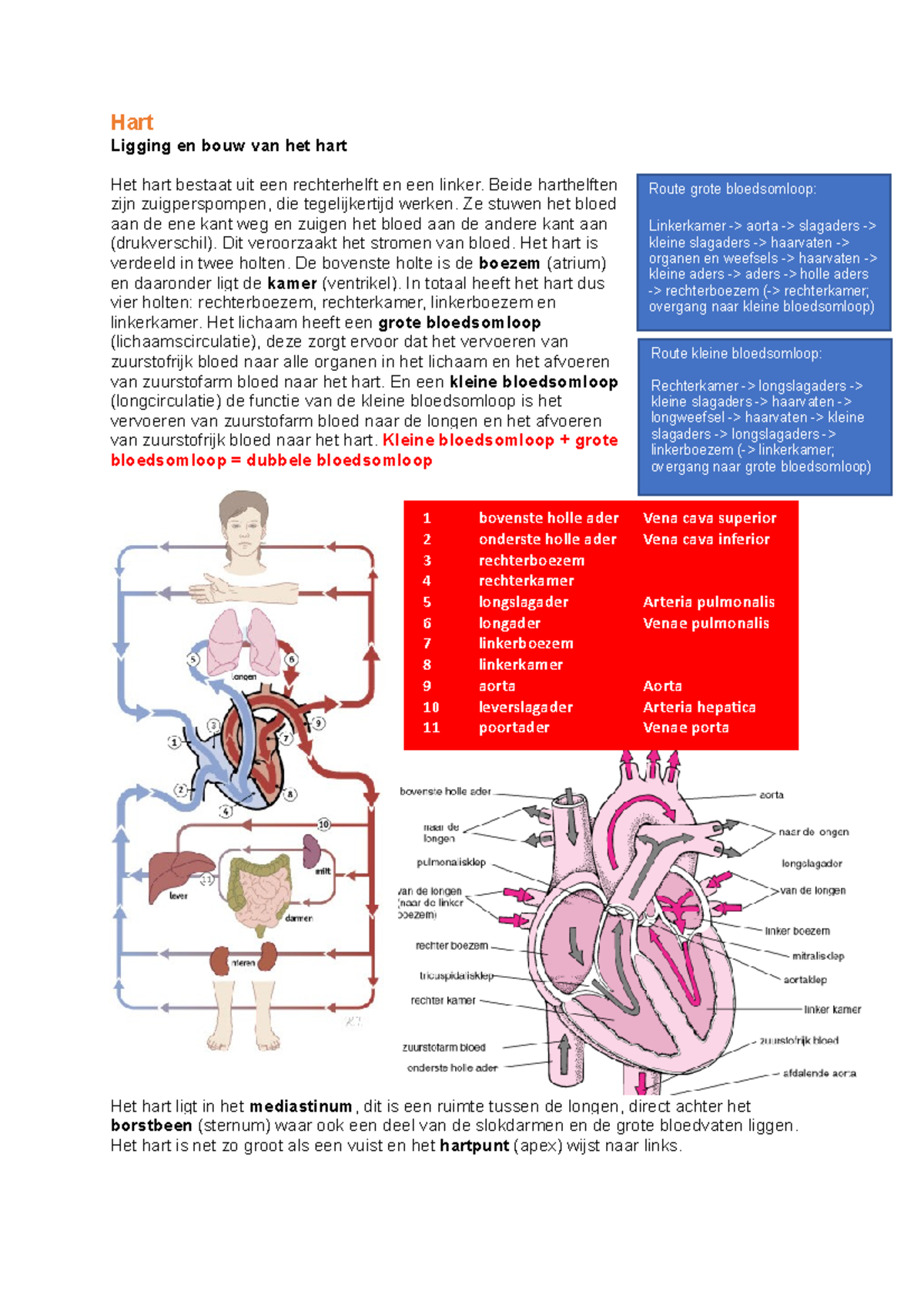 Het hart anatomie uitwerking - Hart Ligging en bouw van het hart Het ...