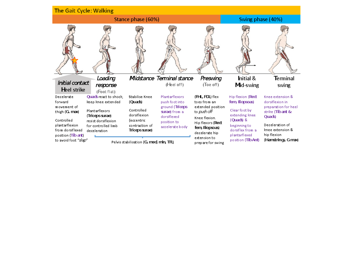 Gait print page 1 - Gait - The Gait Cycle: Walking Stance phase (60% ...