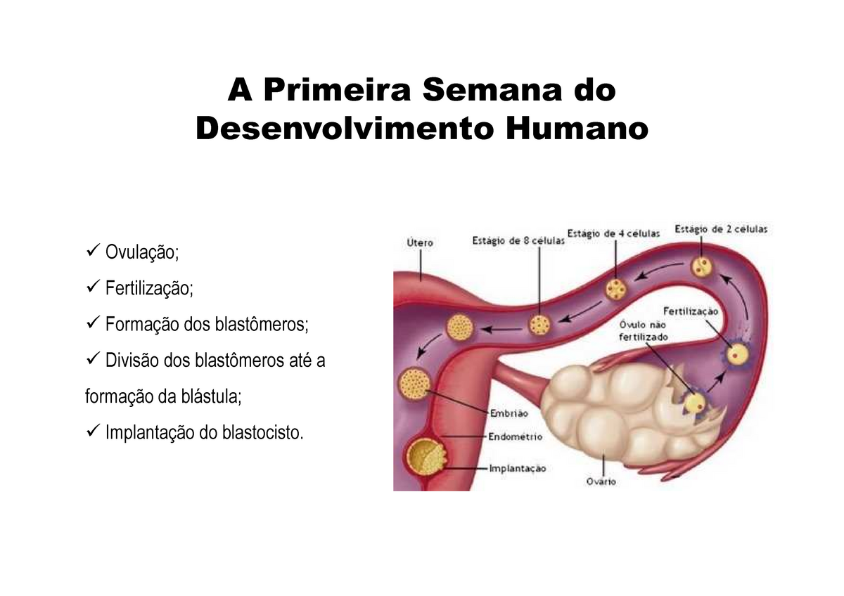 Desenvolvimento Humano A Primeira Semana Do Desenvolvimento Humano Ovulação Fertilizaçãoç 