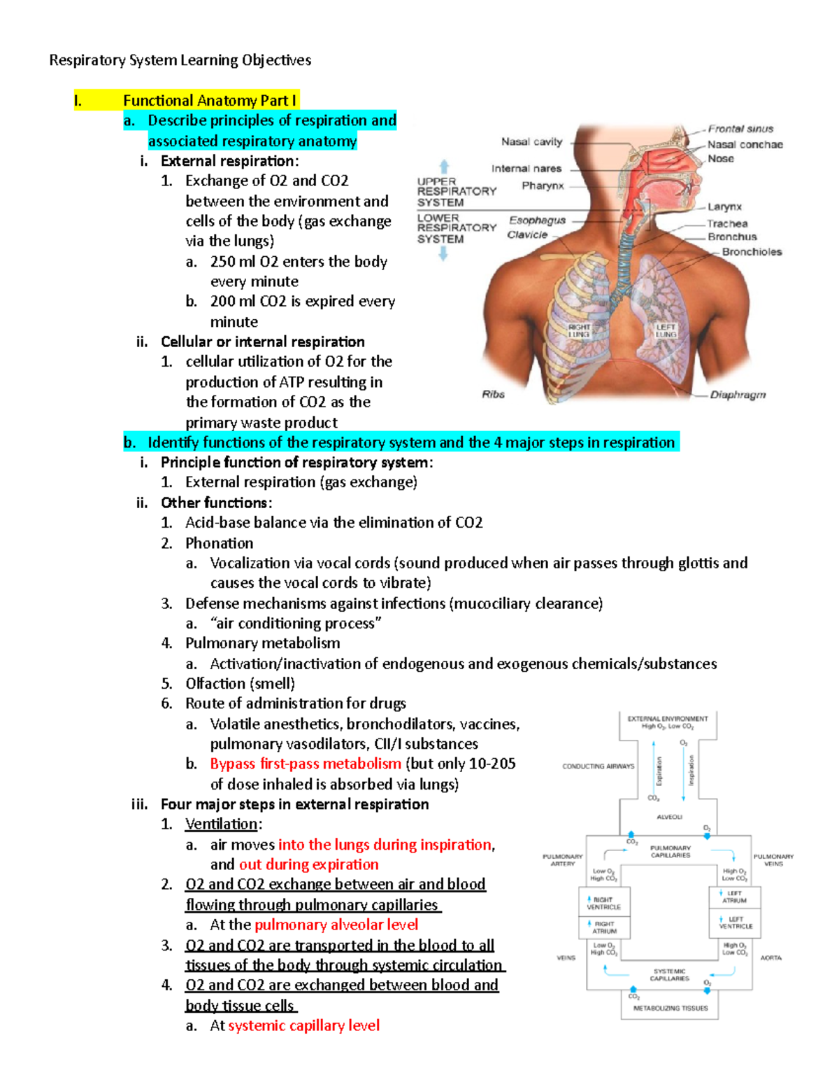 AP Respiratory Study Guide - Respiratory System Learning Objectives I ...