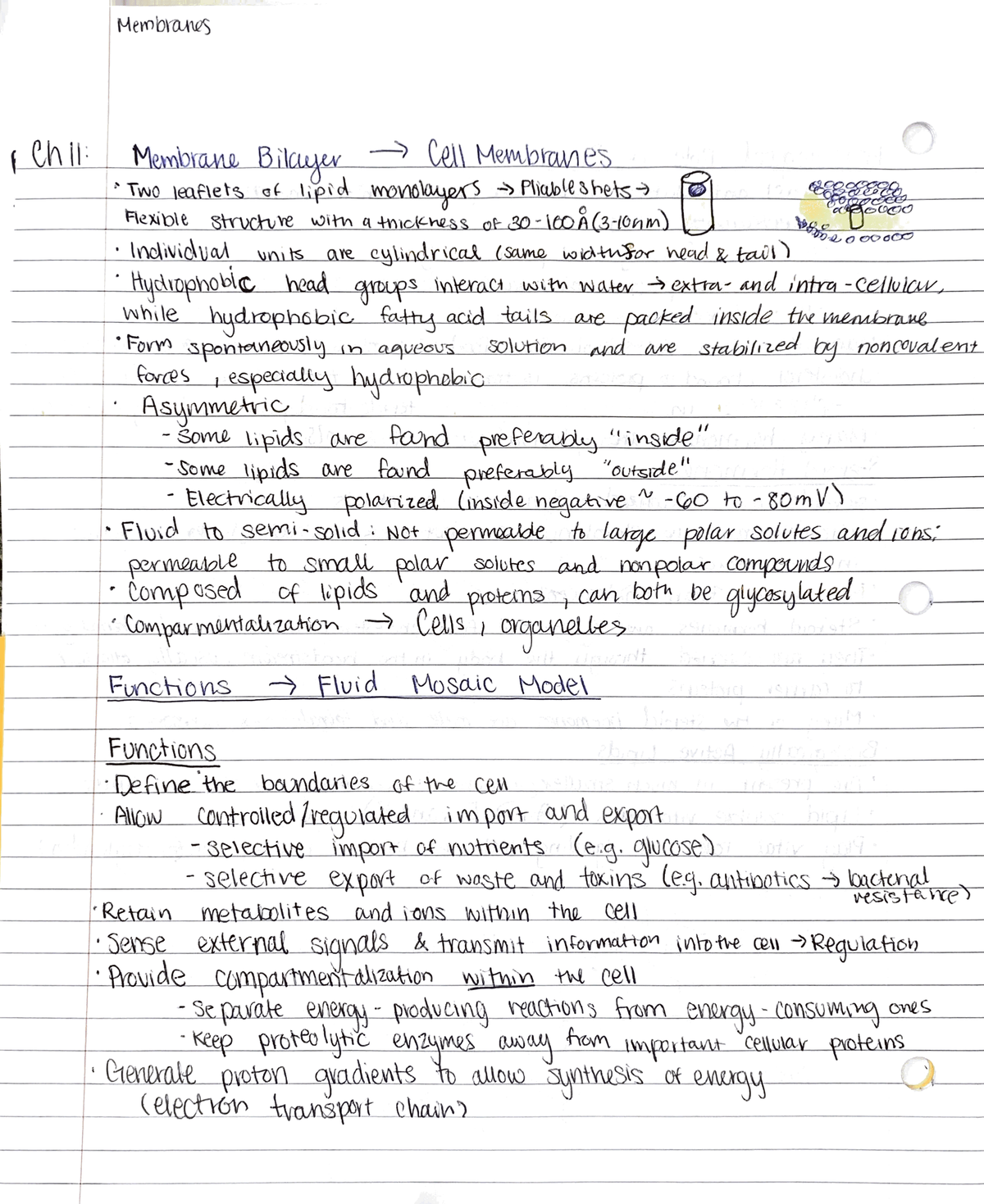 Chapter 11 Notes - Dr. Bisoffi - BCHM 335 - Studocu