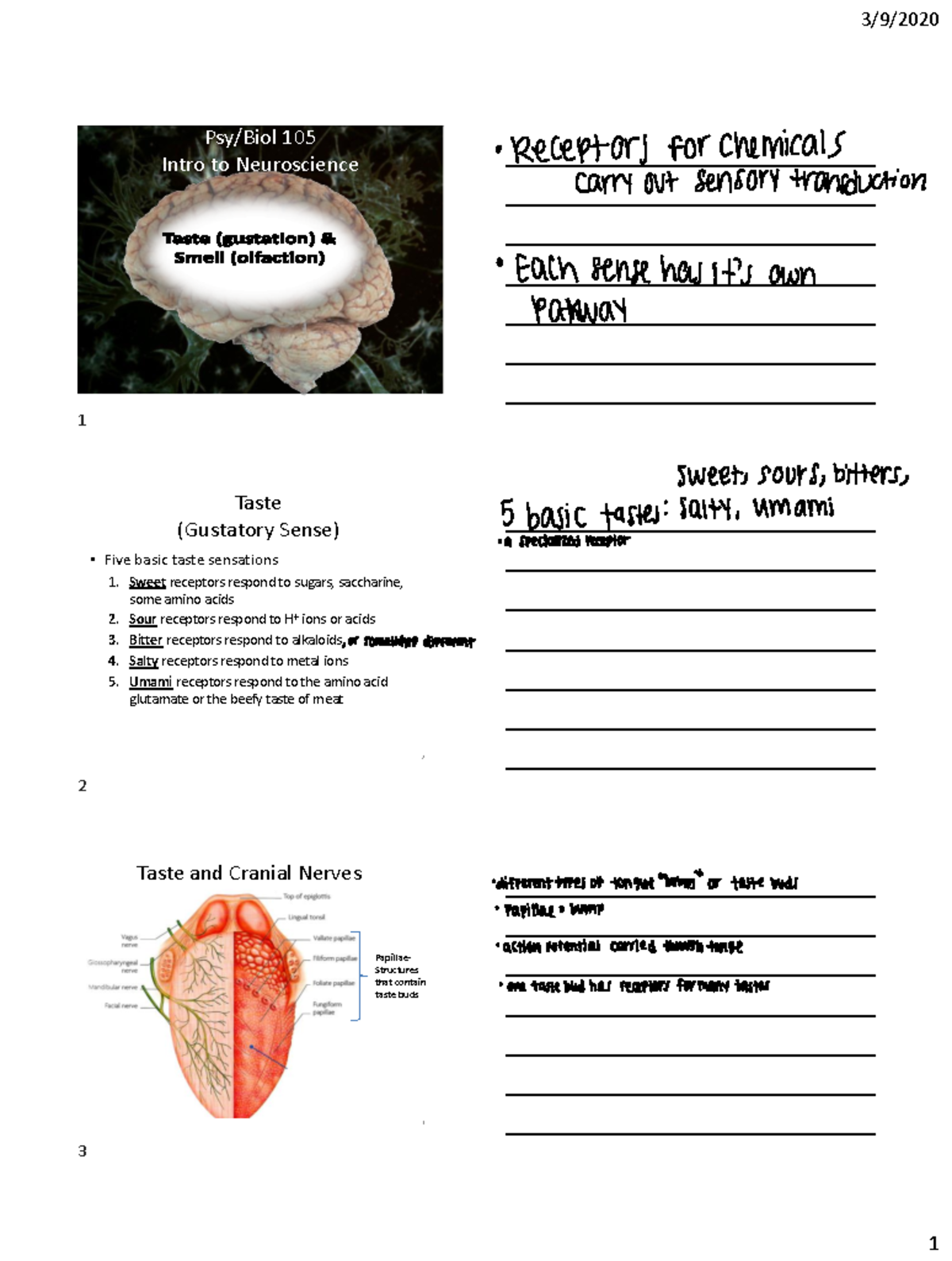 taste-and-smell-psy-biol-105-intro-to-neuroscience-1-taste-gustatory