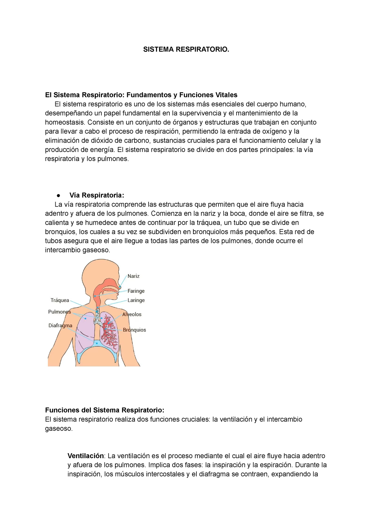 Sistema Respiratorio - Sistema Respiratorio. El Sistema Respiratorio 