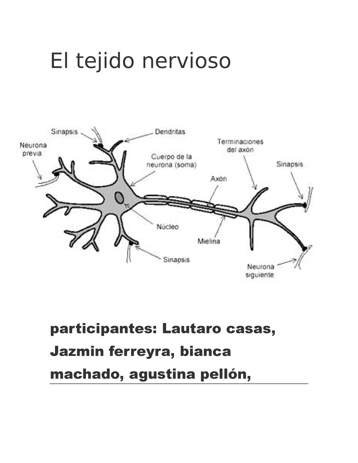 El Tejido Nervioso Biología El Tejido Nervioso Participantes Lautaro