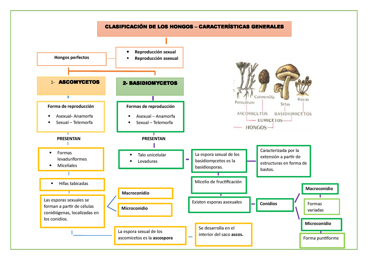 3 Clasificacion De Los Hongos Caracteristicas Generales Presentan ...