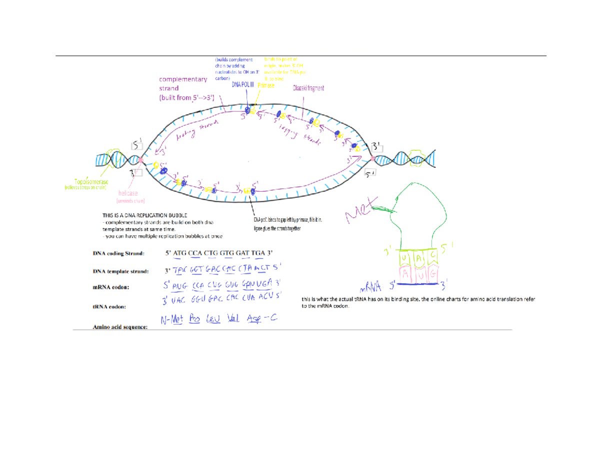 DNA replication worksheet key - ANSC 1001 - Studocu