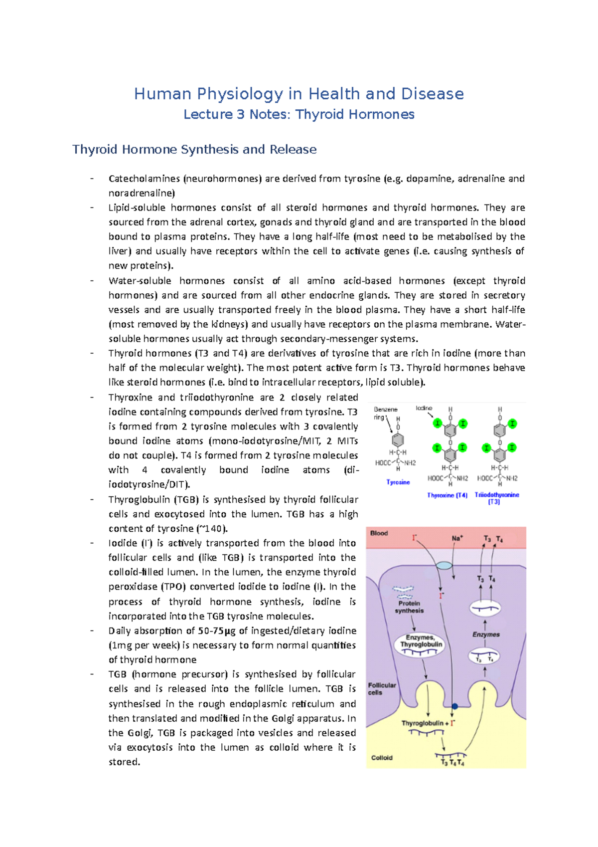 Lecture 3 Notes (Thyroid Hormone Synthesis and Release) - Human ...
