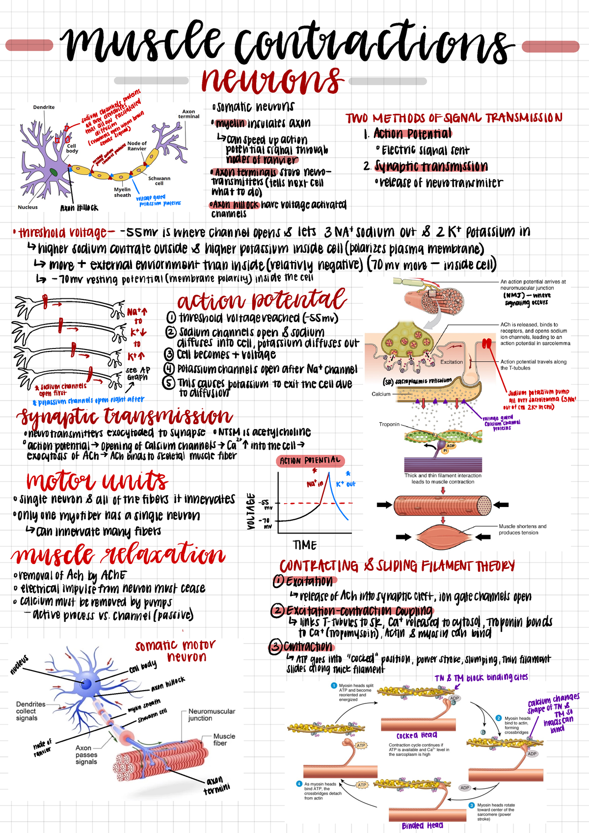 Muscle Contraction Lecture - muscle contractivorrs neurons %¥om÷¥a¥¥Ñ¥÷ ...