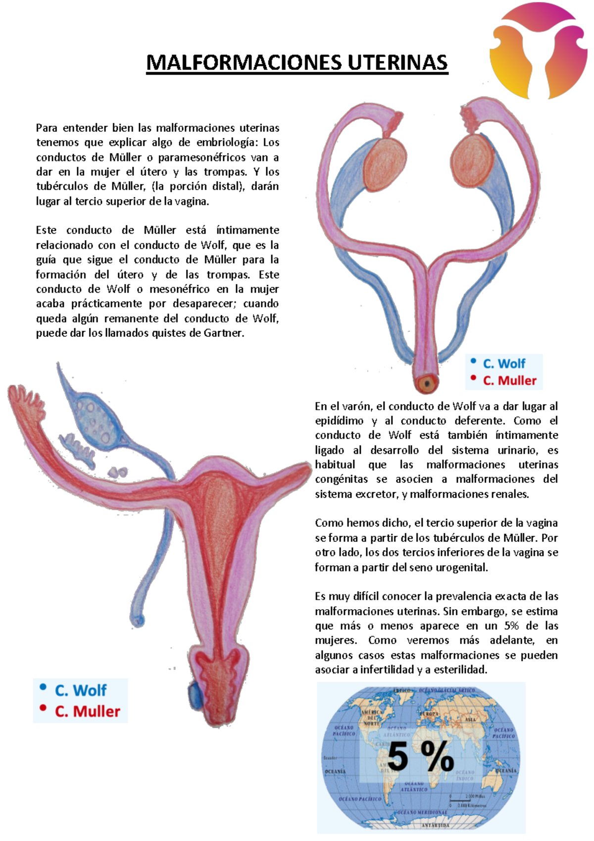 11 - ginecologia malformaciones uterianas - MALFORMACIONES UTERINAS Para  entender bien las - Studocu