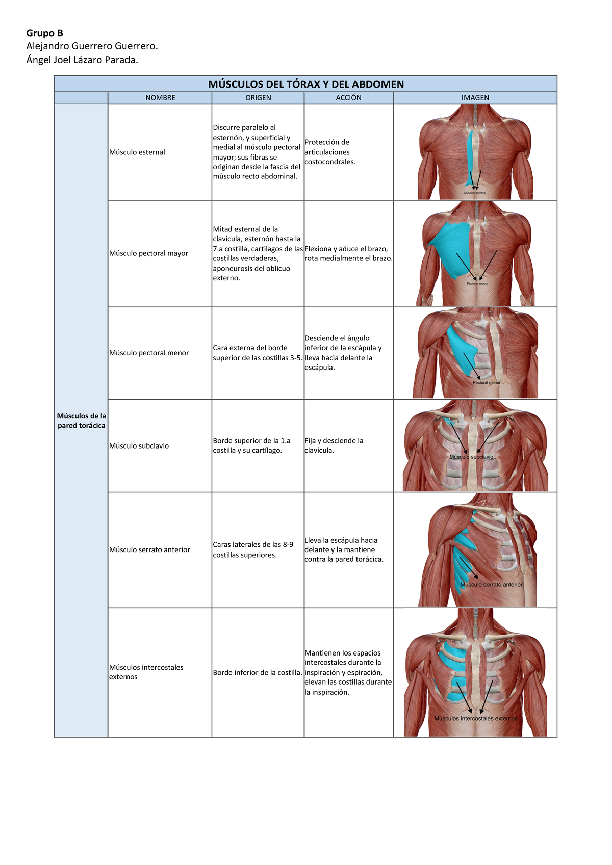 Músculos DEL TÓRAX Y Abdomen. Anatomía virtual. Taller segundo corte ...