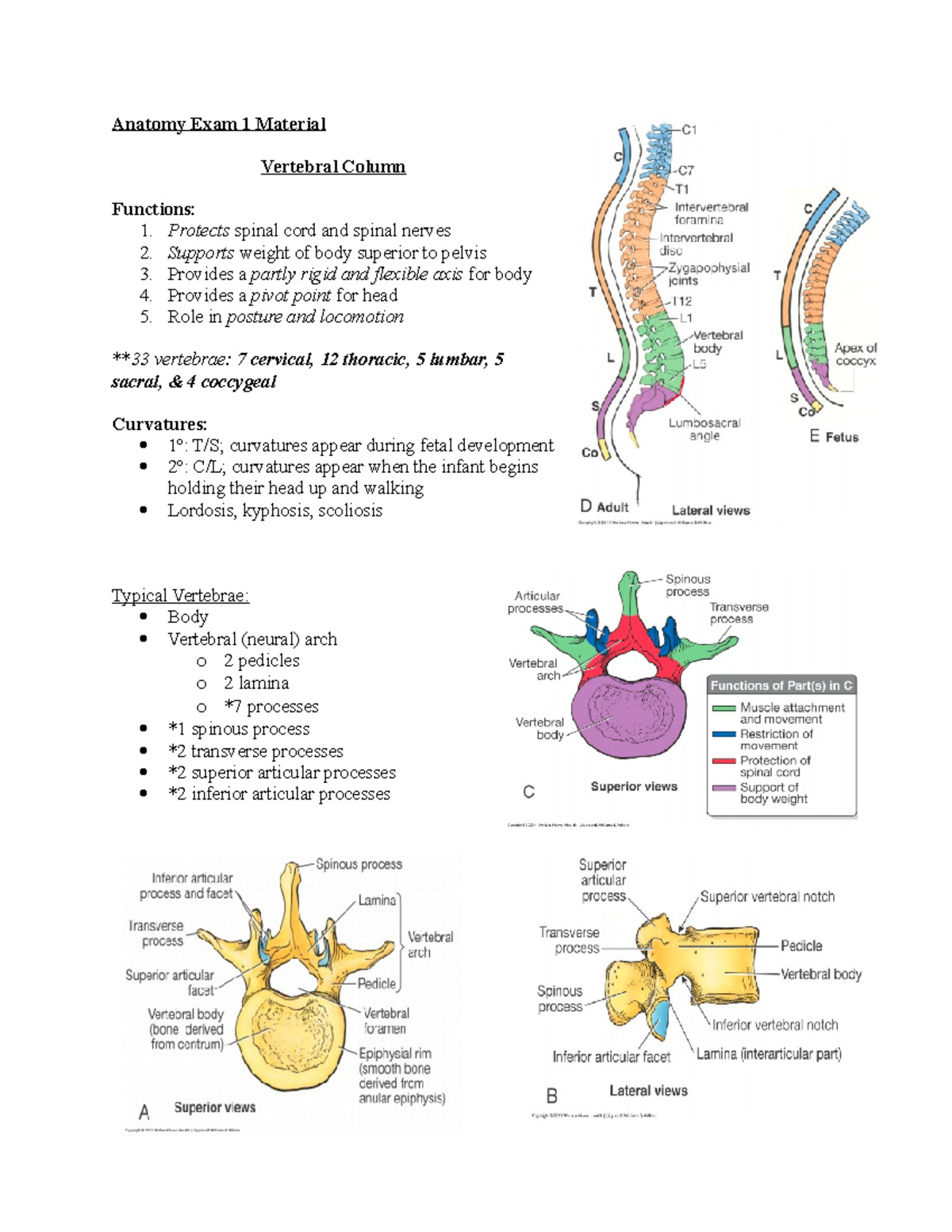 Anatomy Exam 1 Material - Anatomy Exam 1 Material Vertebral Column ...