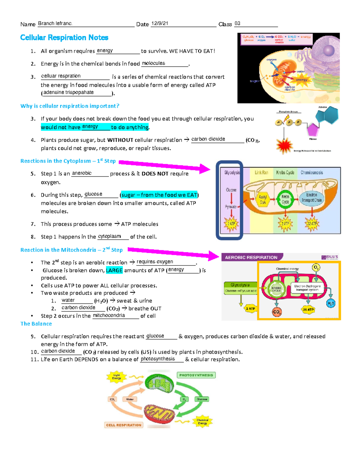 Celbtbtbbtlular Respiration Notes - Name ...