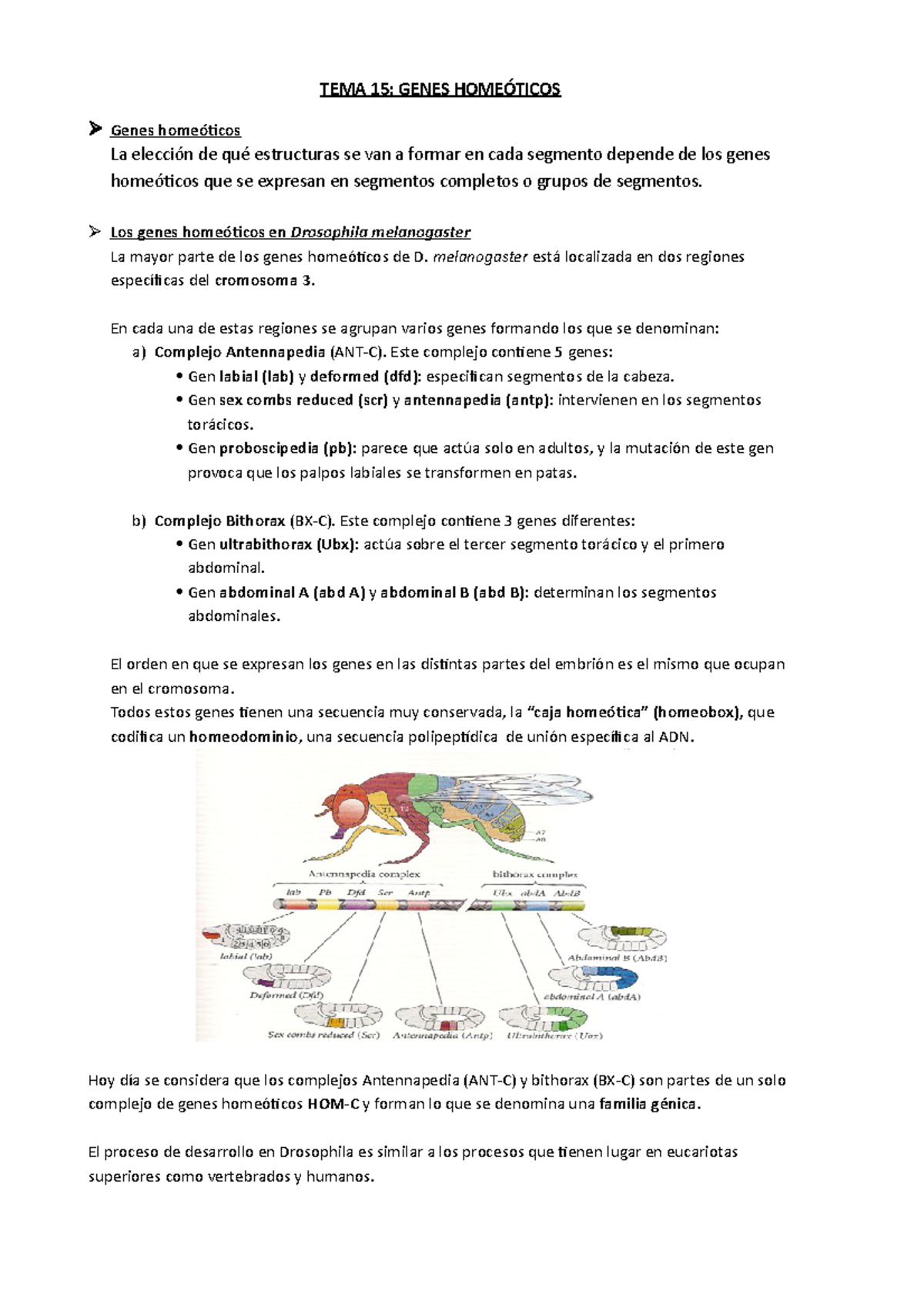 15. Genes Homeóticos - TEMA 15: GENES HOMEÓTICOS Genes Homeóticos La ...