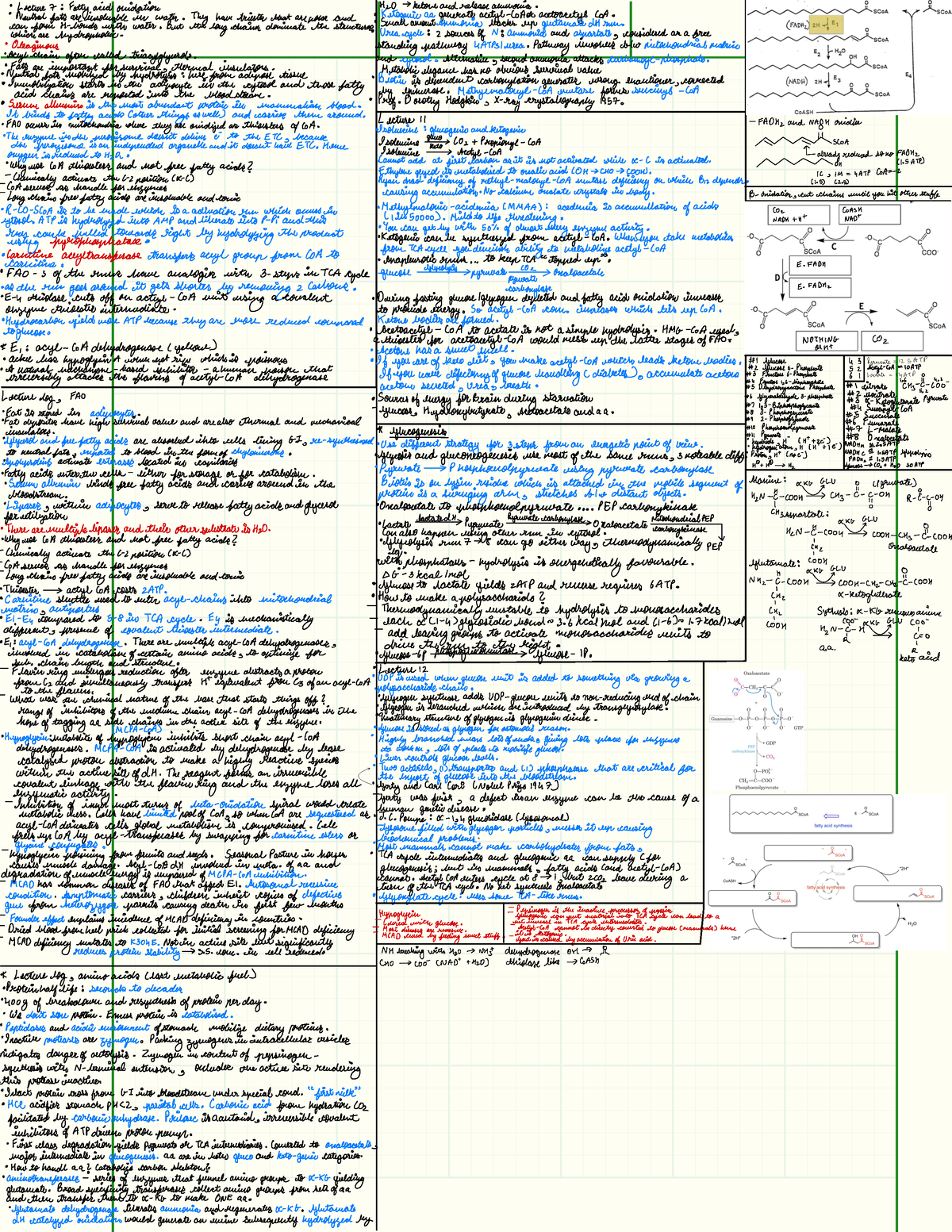 Cheat Sheet 4 - Lecture 7 : Fatty acidouidatiou H2O ...