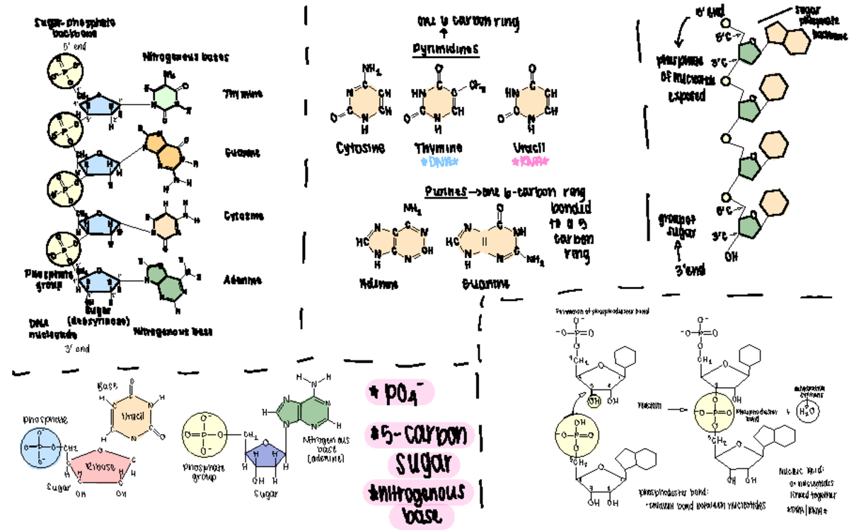 Chemical Aspect of DNA sugarphosphate I one a carbon s' end sugar