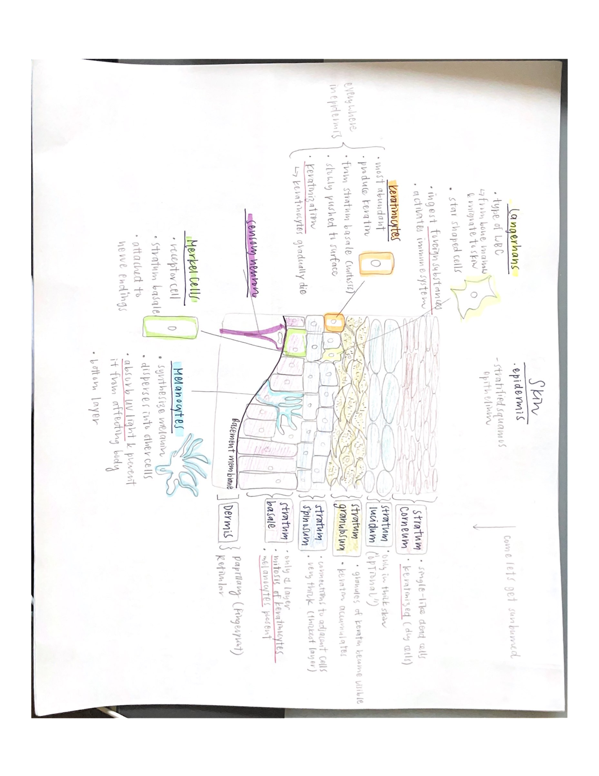 integumentary-biol-sci-313-cn-studocu