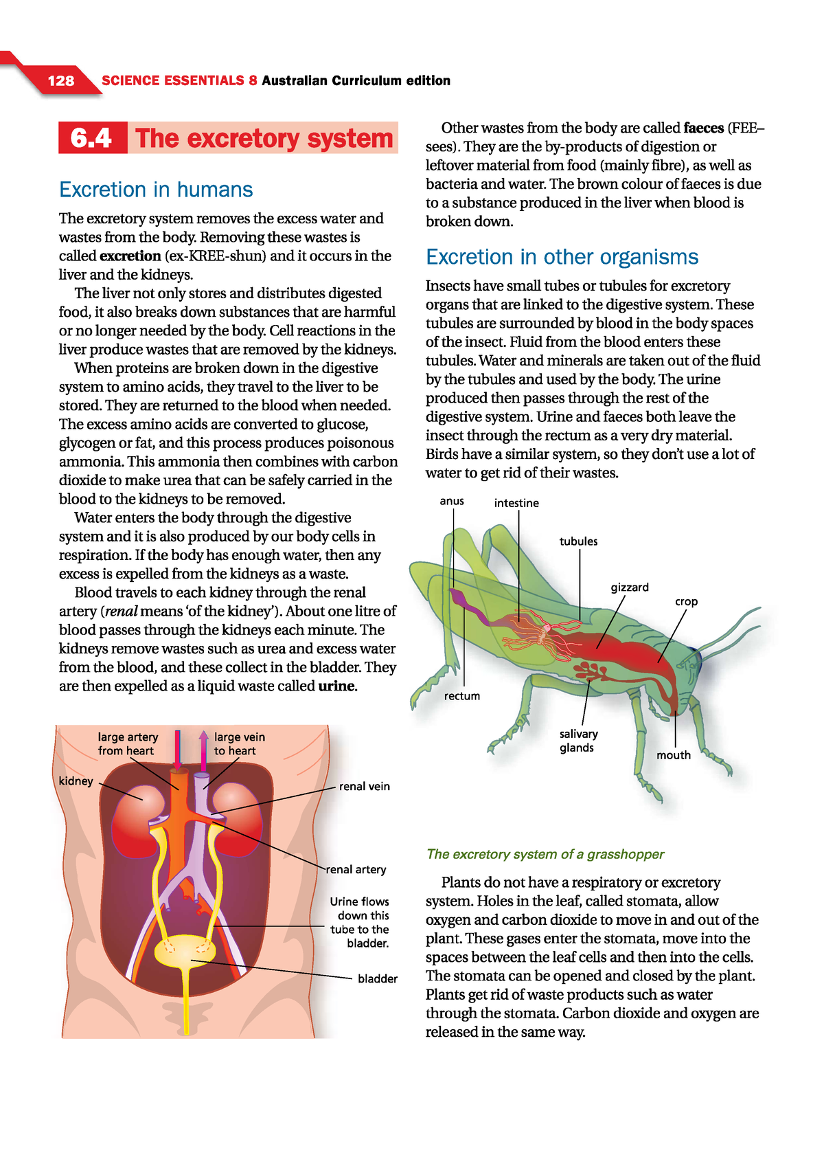 The Excretory System Textbook Studocu