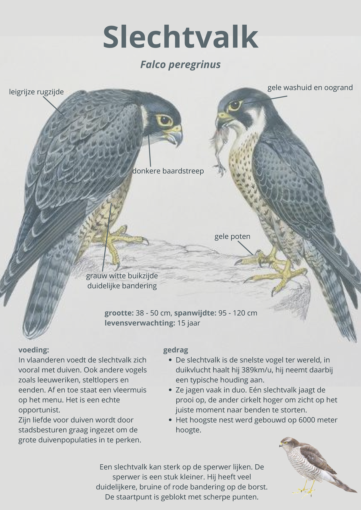 Slechtvalk-fiche Buls-Jackie - Slechtvalk Falco peregrinus ♂ ♀ ...