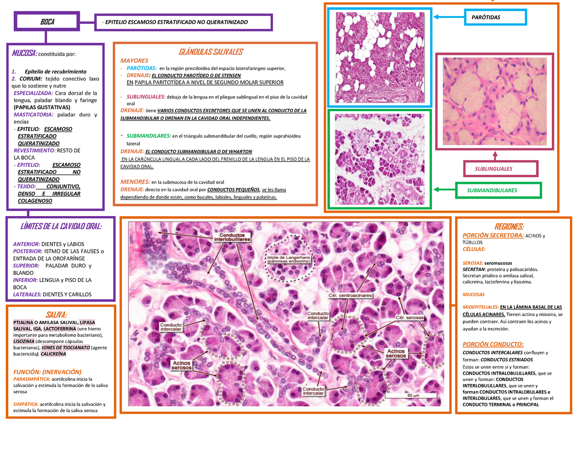 Histología Cavidad ORAL GLNDULAS SALIVALES MAYORES PARTIDAS en la regiÛn prestiloidea del