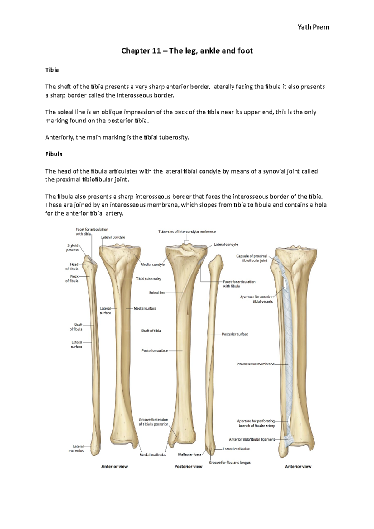 Chapter 11 – The leg, ankle and foot - Chapter 11 – The leg, ankle and ...