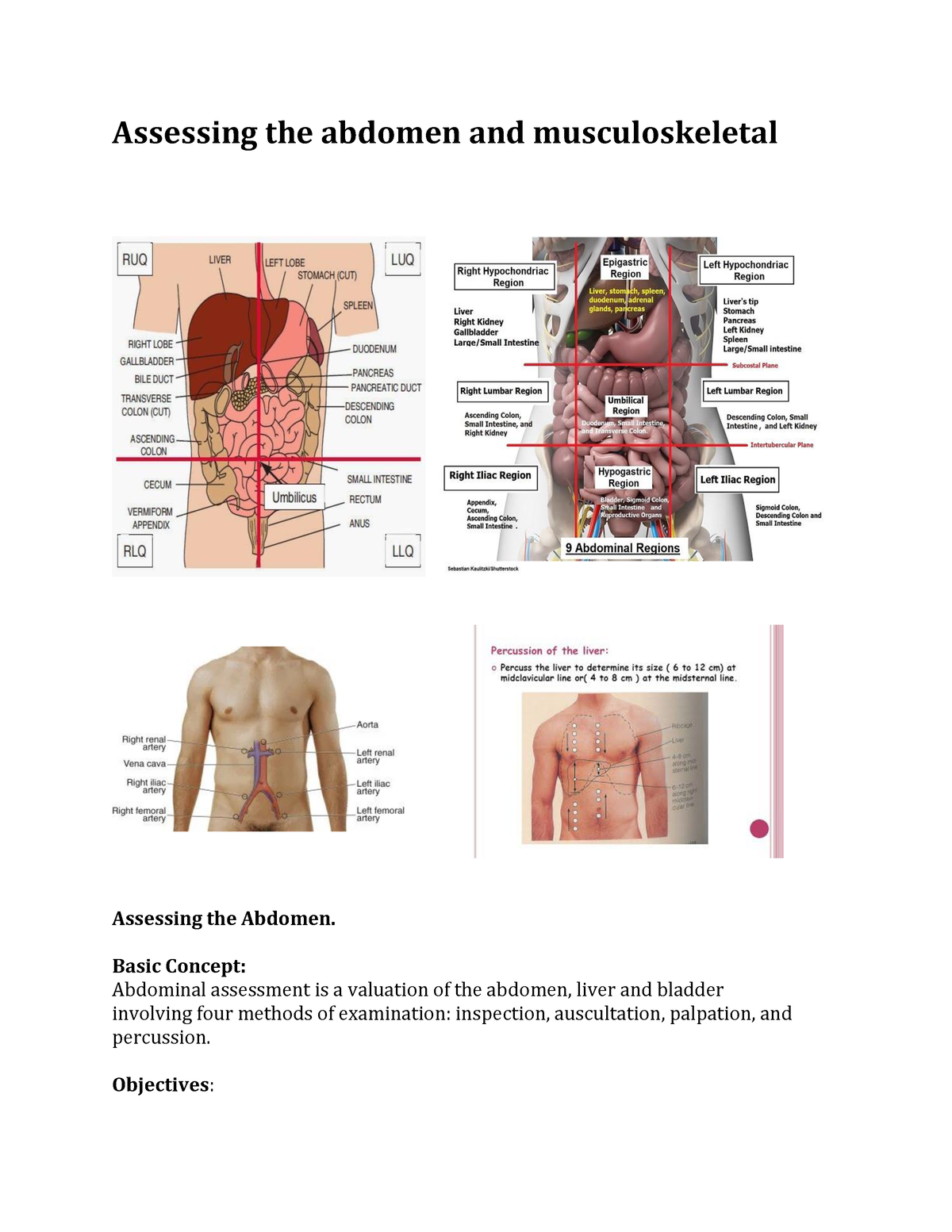 Abdomen 2nd year Assessing the abdomen and musculoskeletal