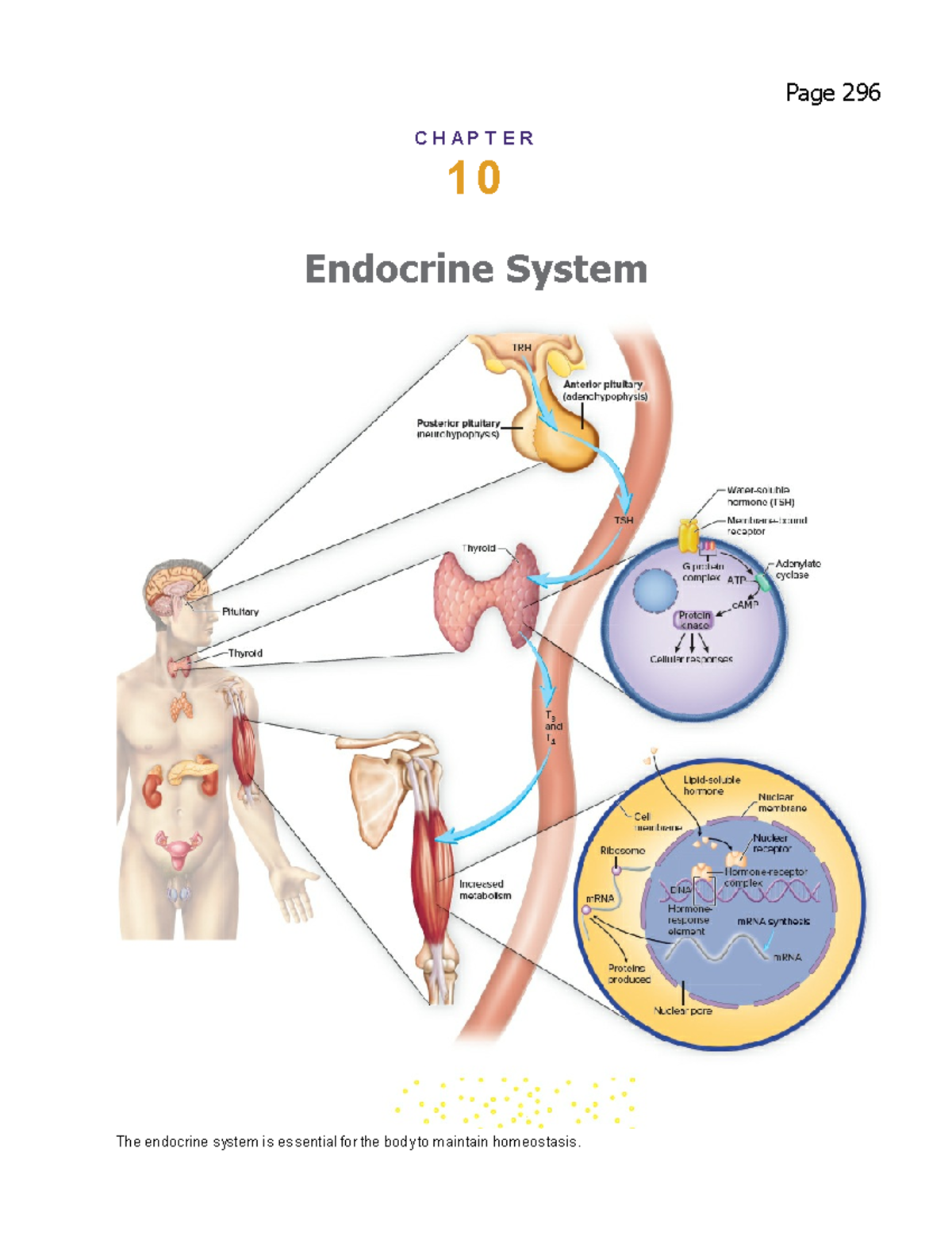 ENDO Anaphy - Book - Page 296 C H A P T E R 10 Endocrine System The ...