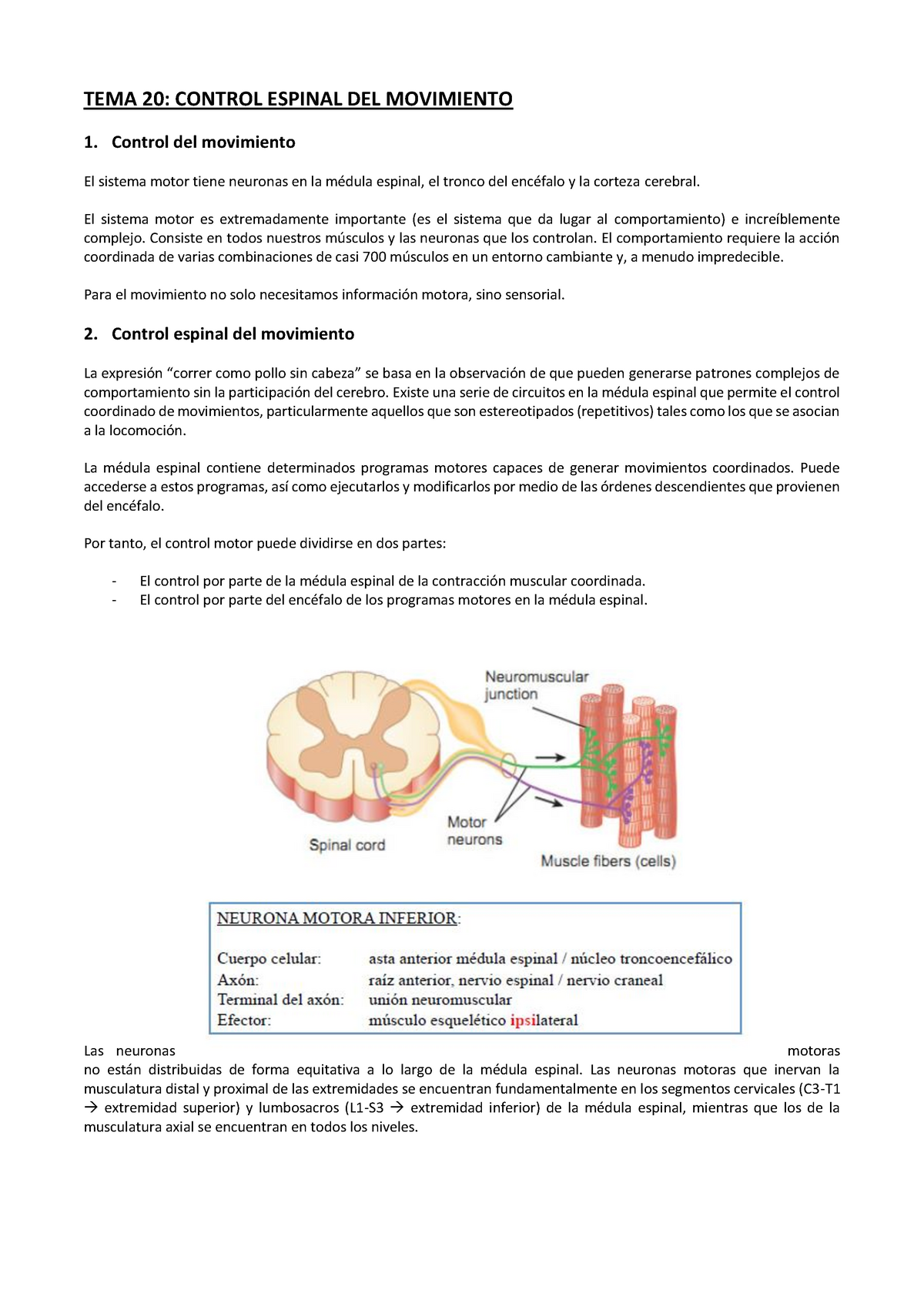 TEMA 20 Control Espinal DEL Movimiento - Warning: TT: Undefined ...