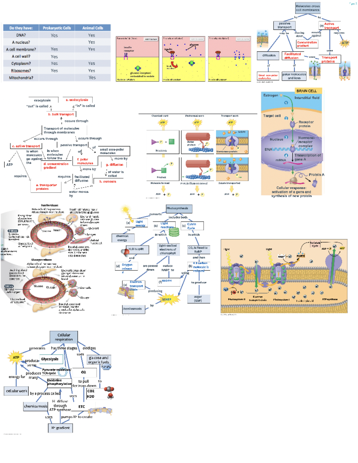 BIO101 Study Guide - BIOL 101 - Studocu