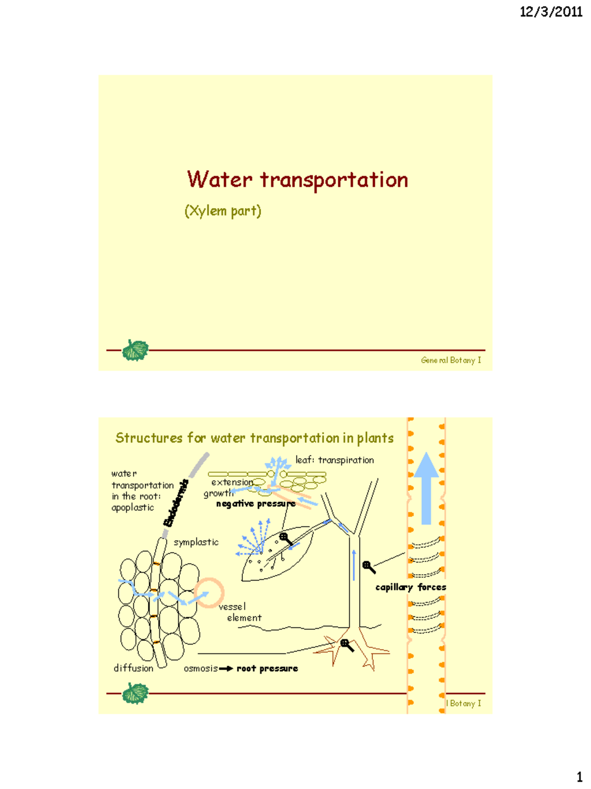 Wassertransport innerhalb der Pflanzen Water transportation (Xylem